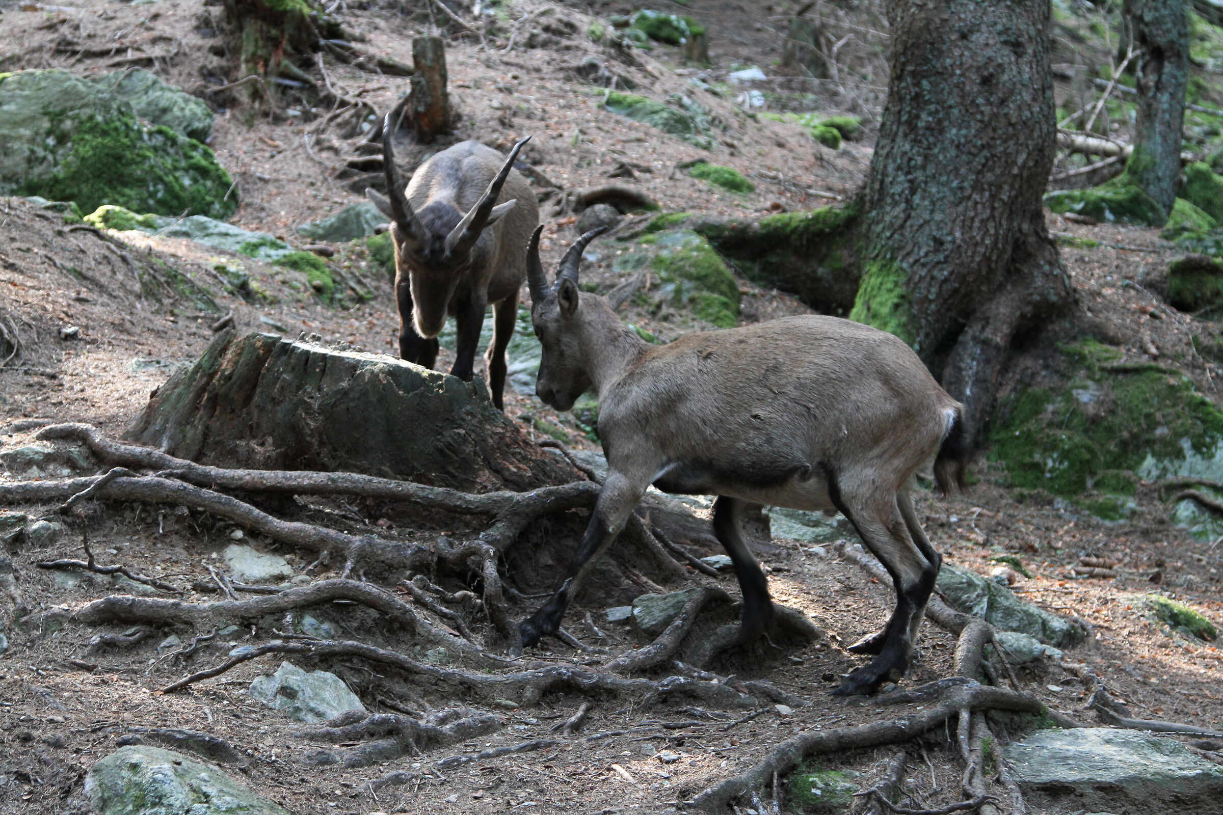 osservatorio parco aprica