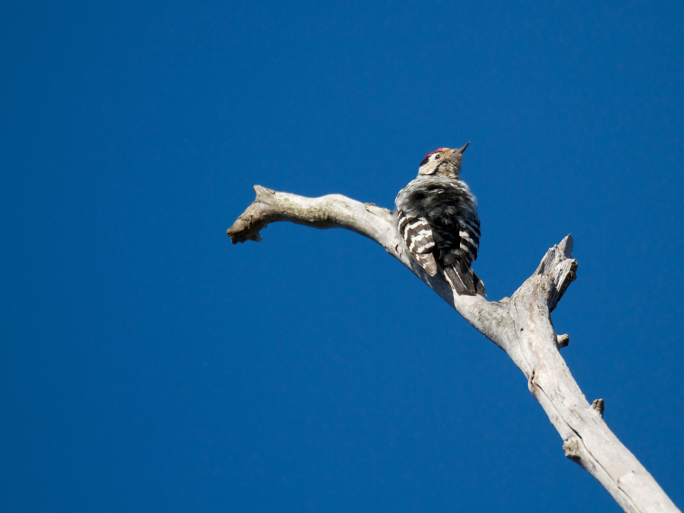 Minor red woodpecker (M)