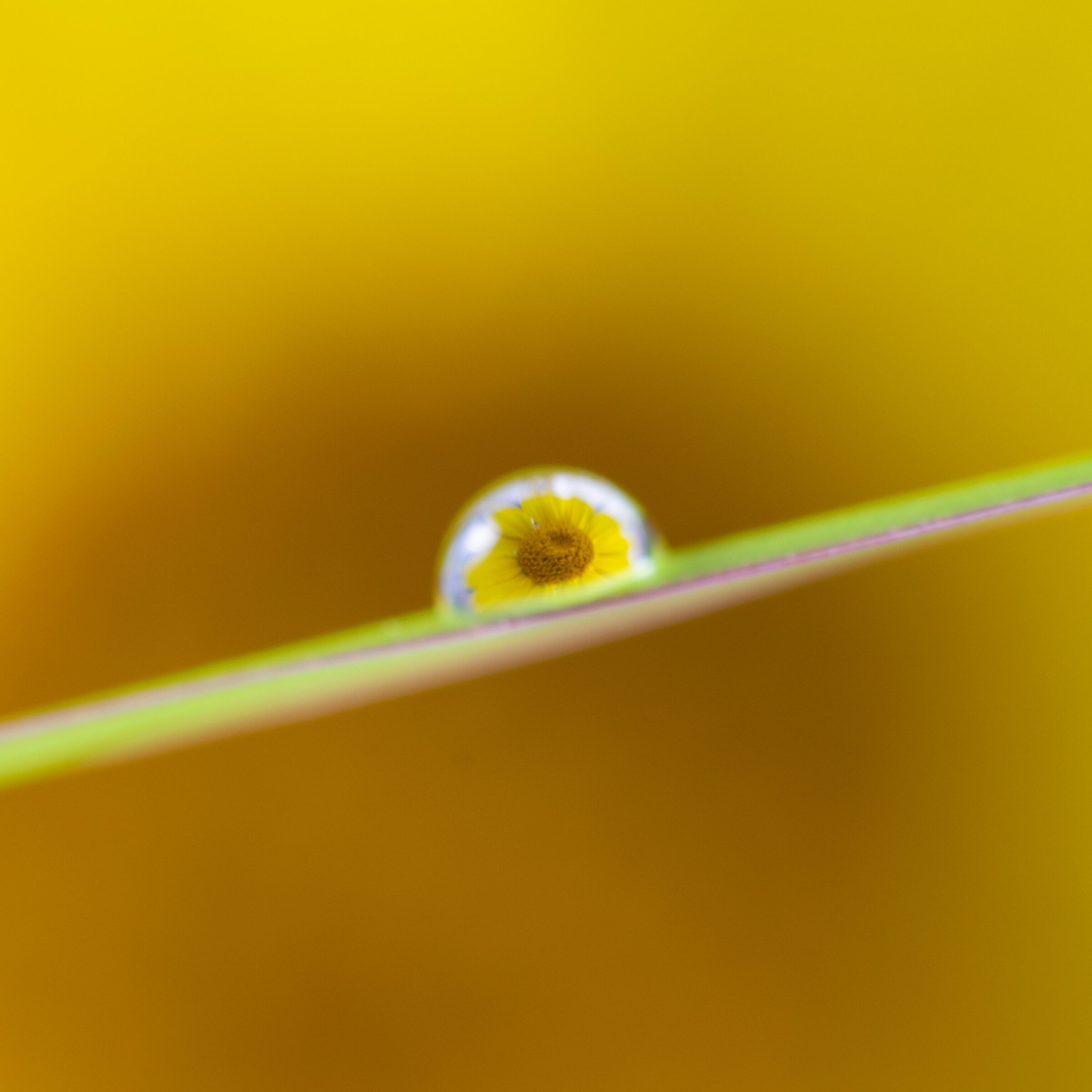 Flower in da drop