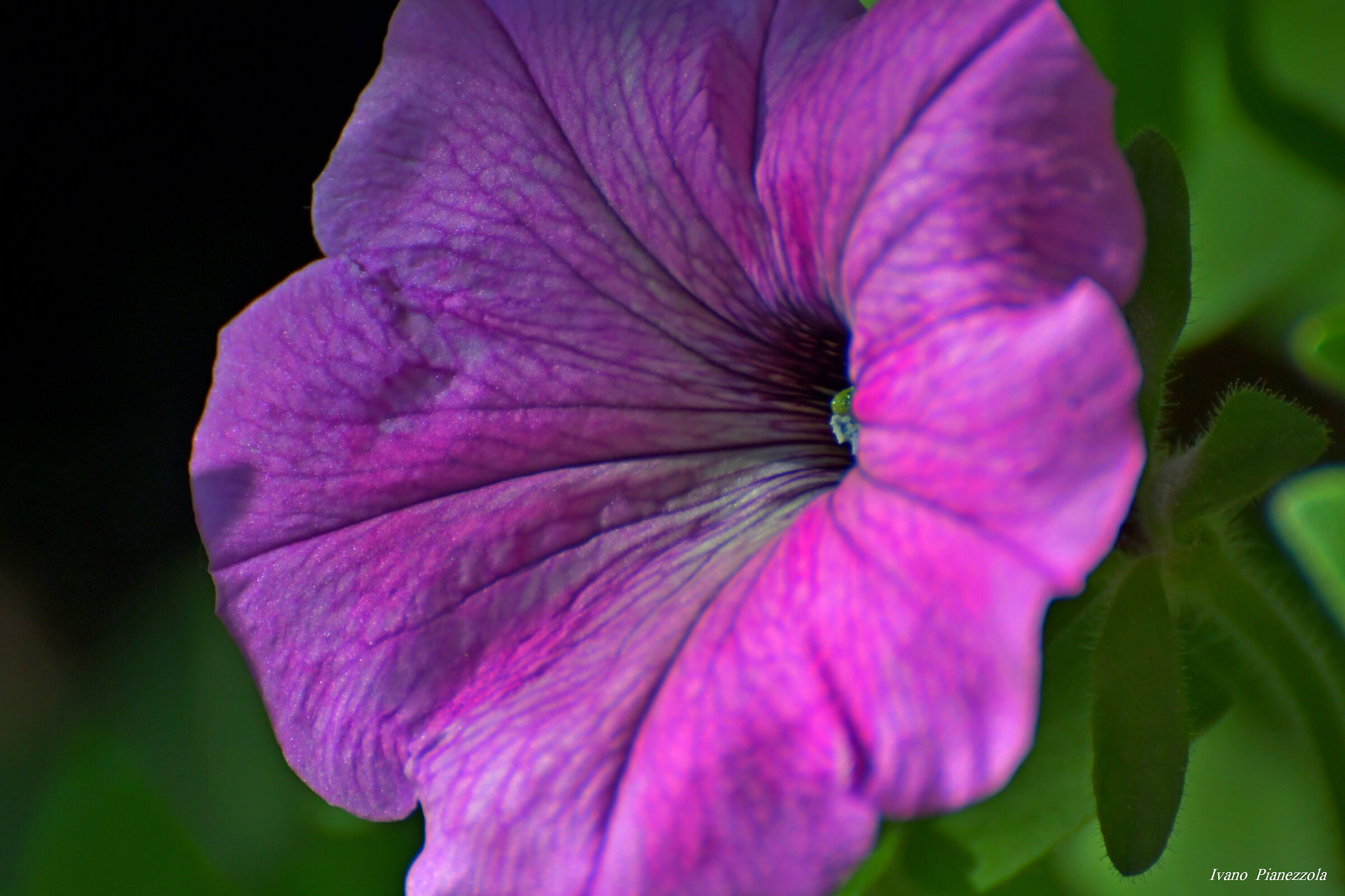 COLOR