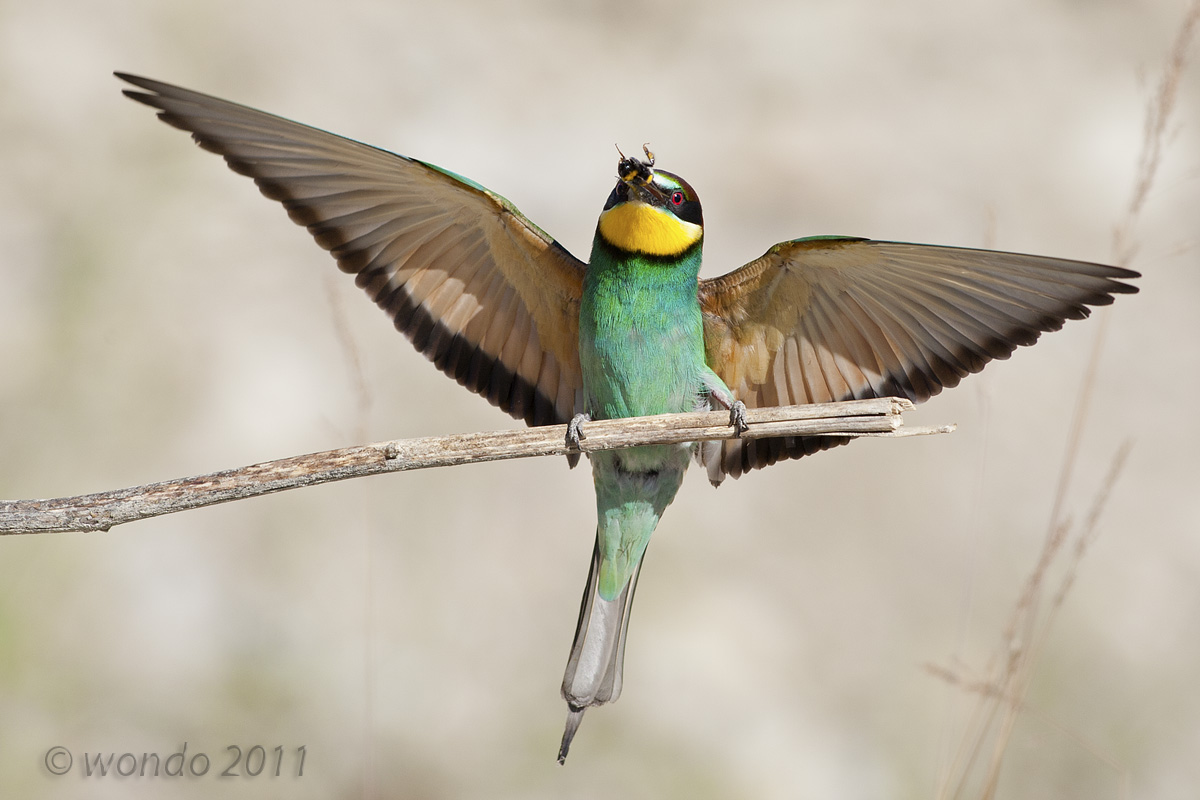 Merops apiaster (Bee) 3