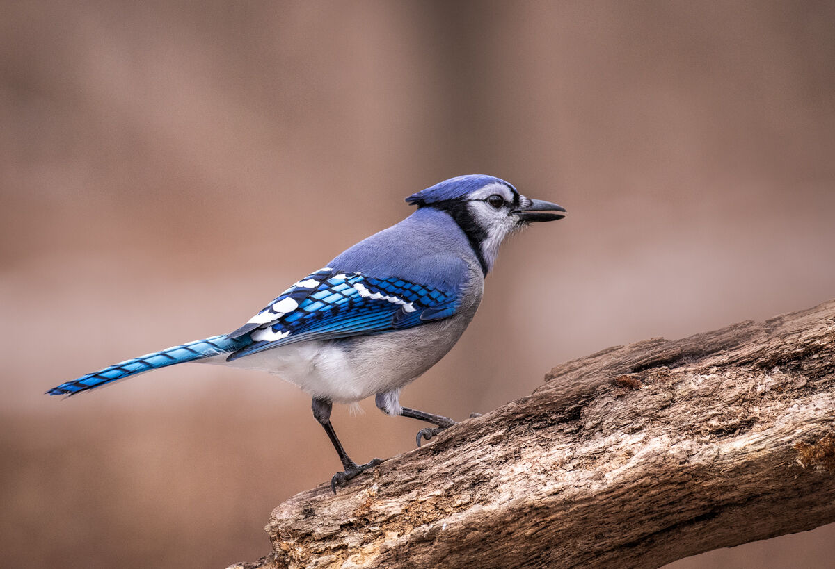 Bluejay on tree limb.