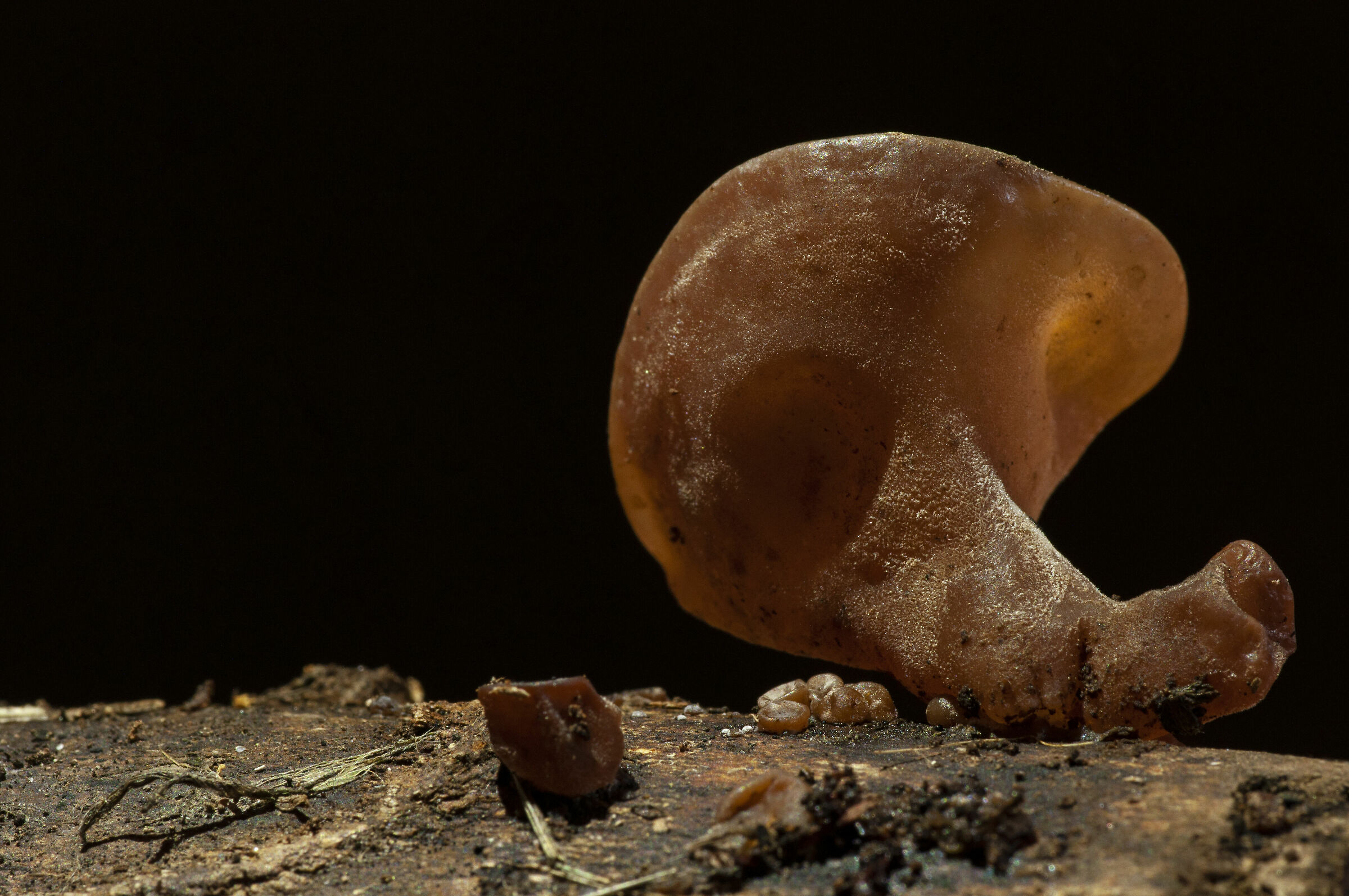 Auricularia auricula-judae light painting