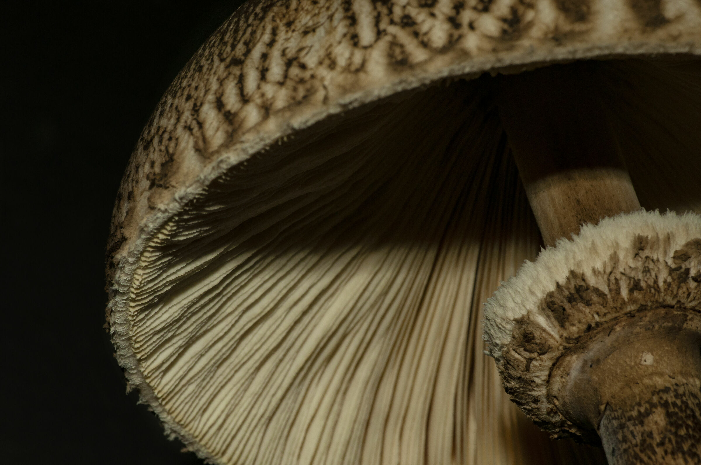 Macrolepiota procera light painting