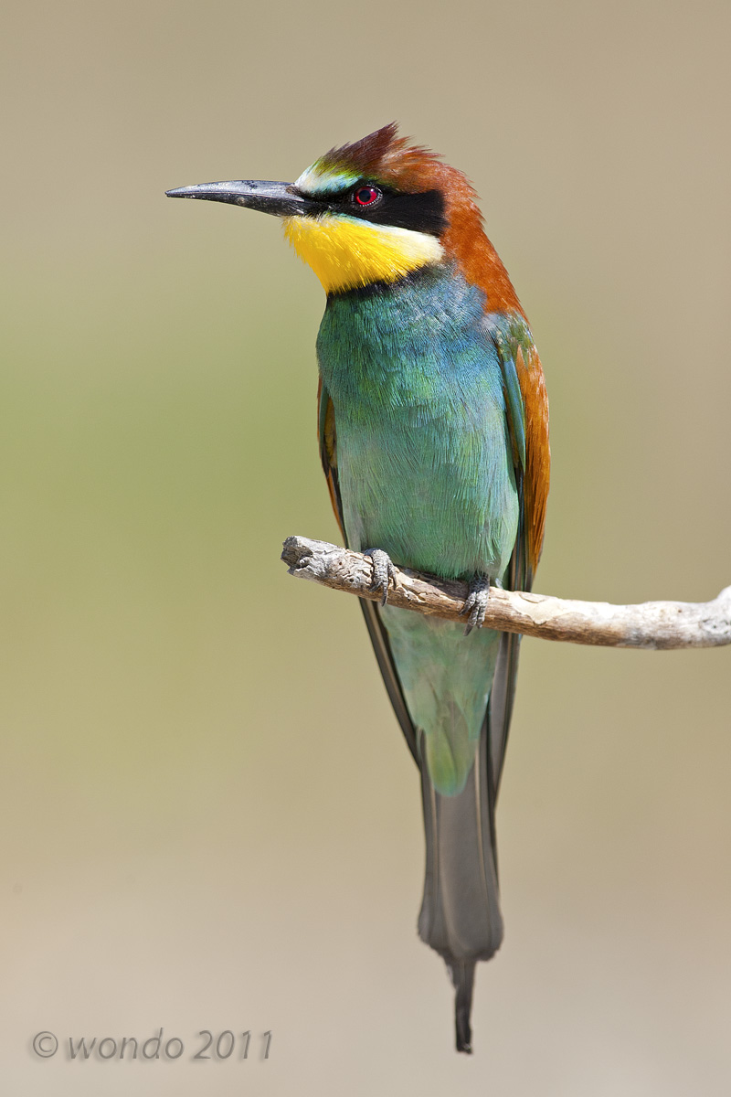 Merops apiaster (Bee) 11