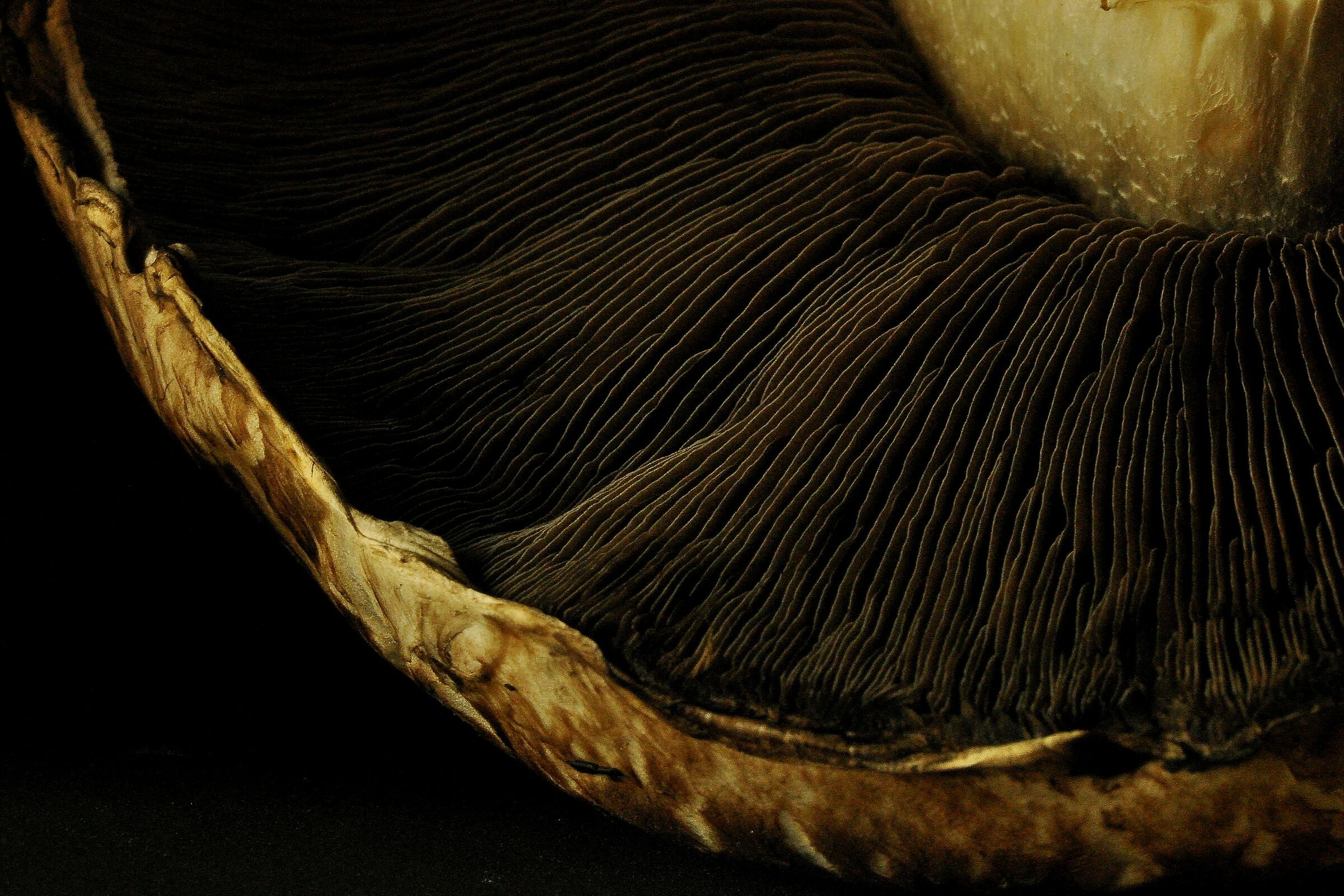 Agaricus bisporus light painting