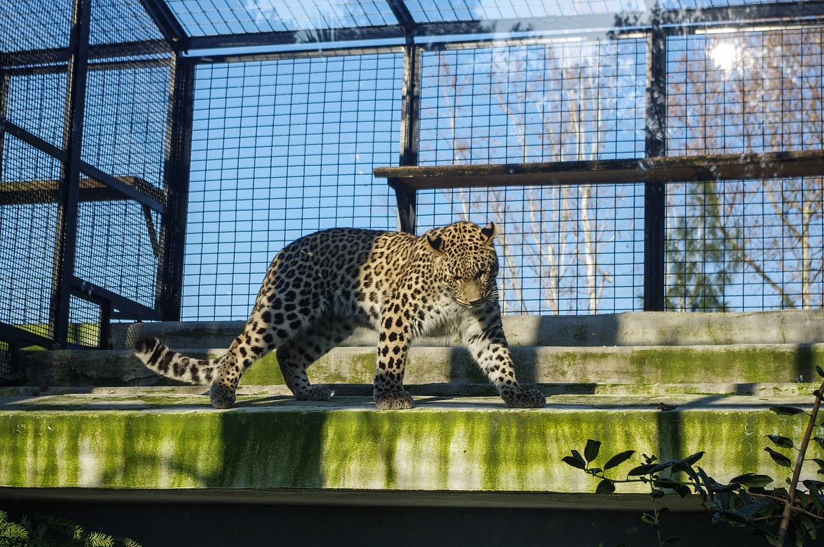 Leopardo