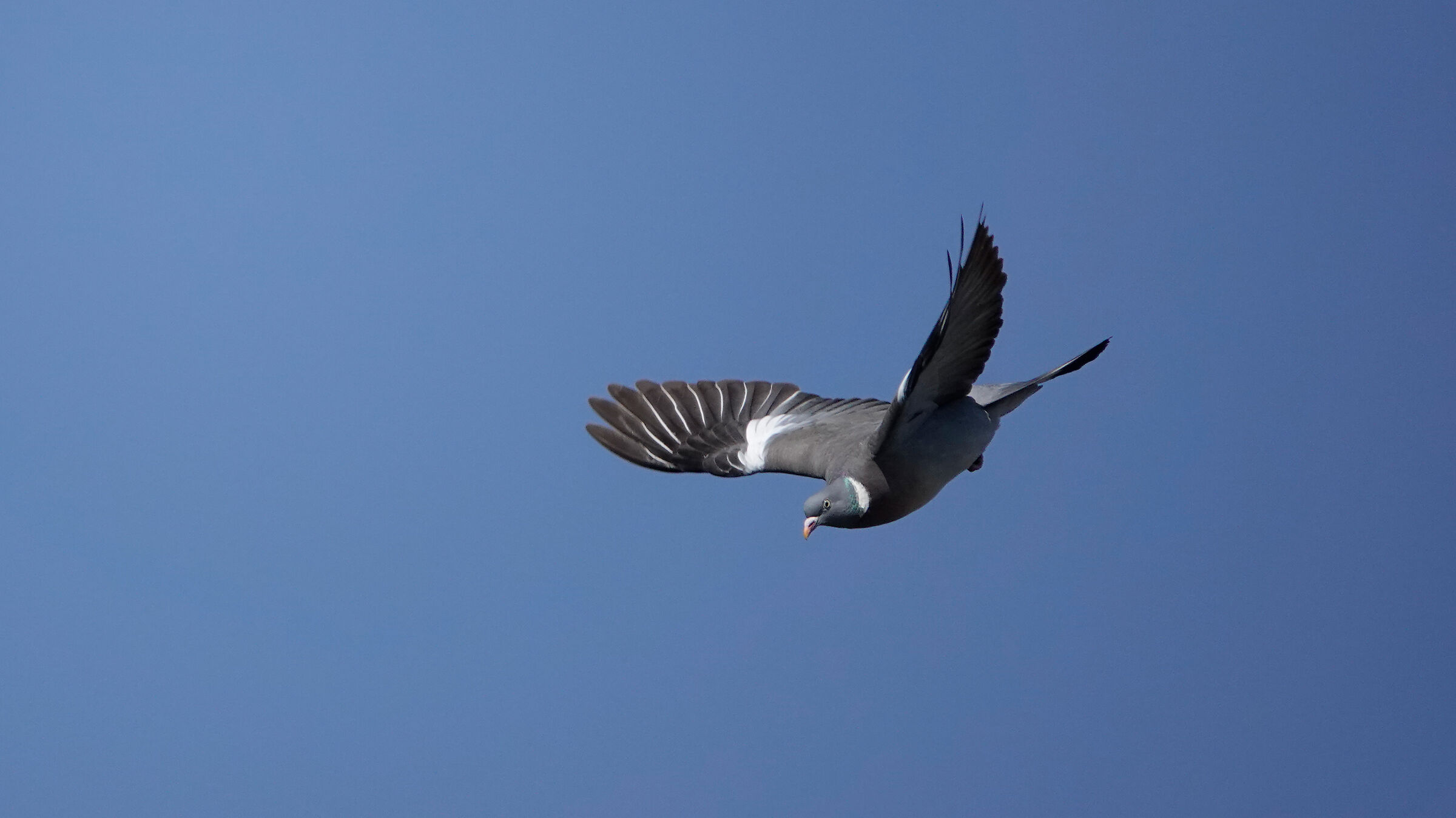 colombaccio in picchiata