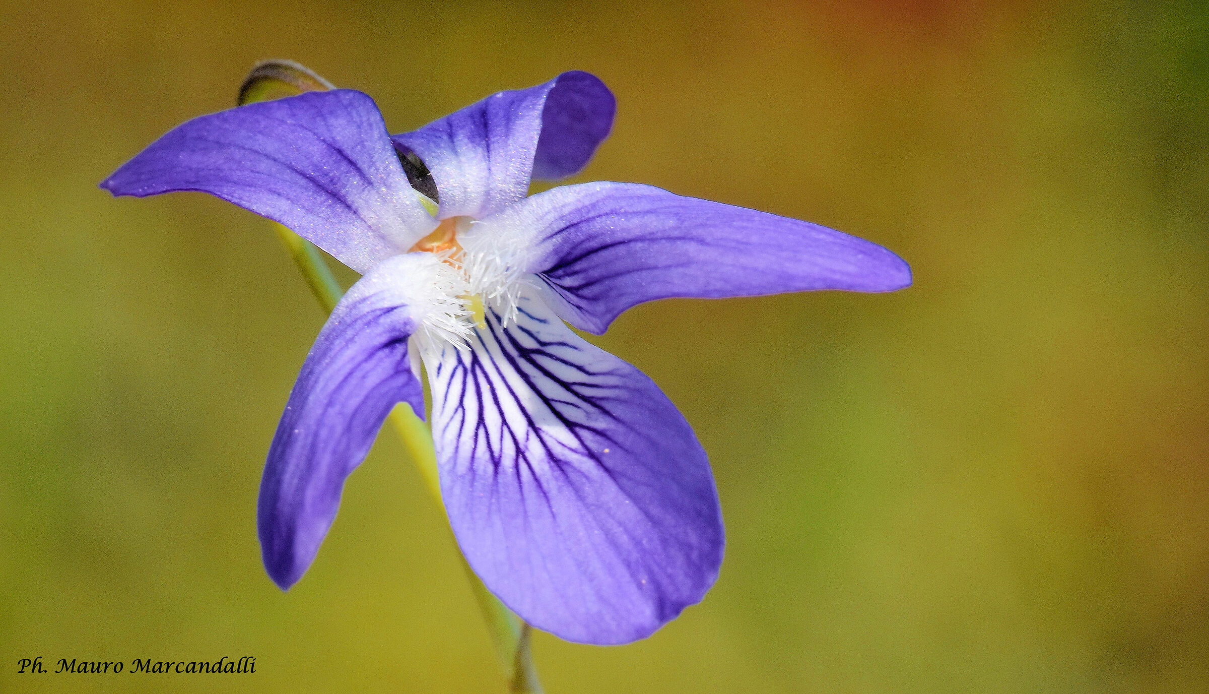 In the soul of a violet