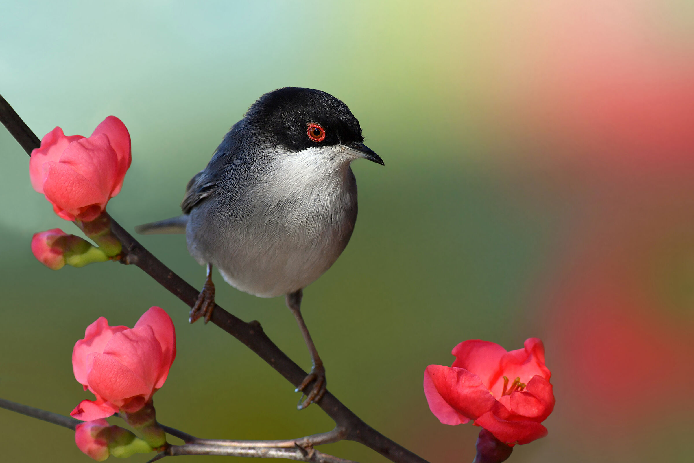 The Colors of Spring (Eyeball M.)