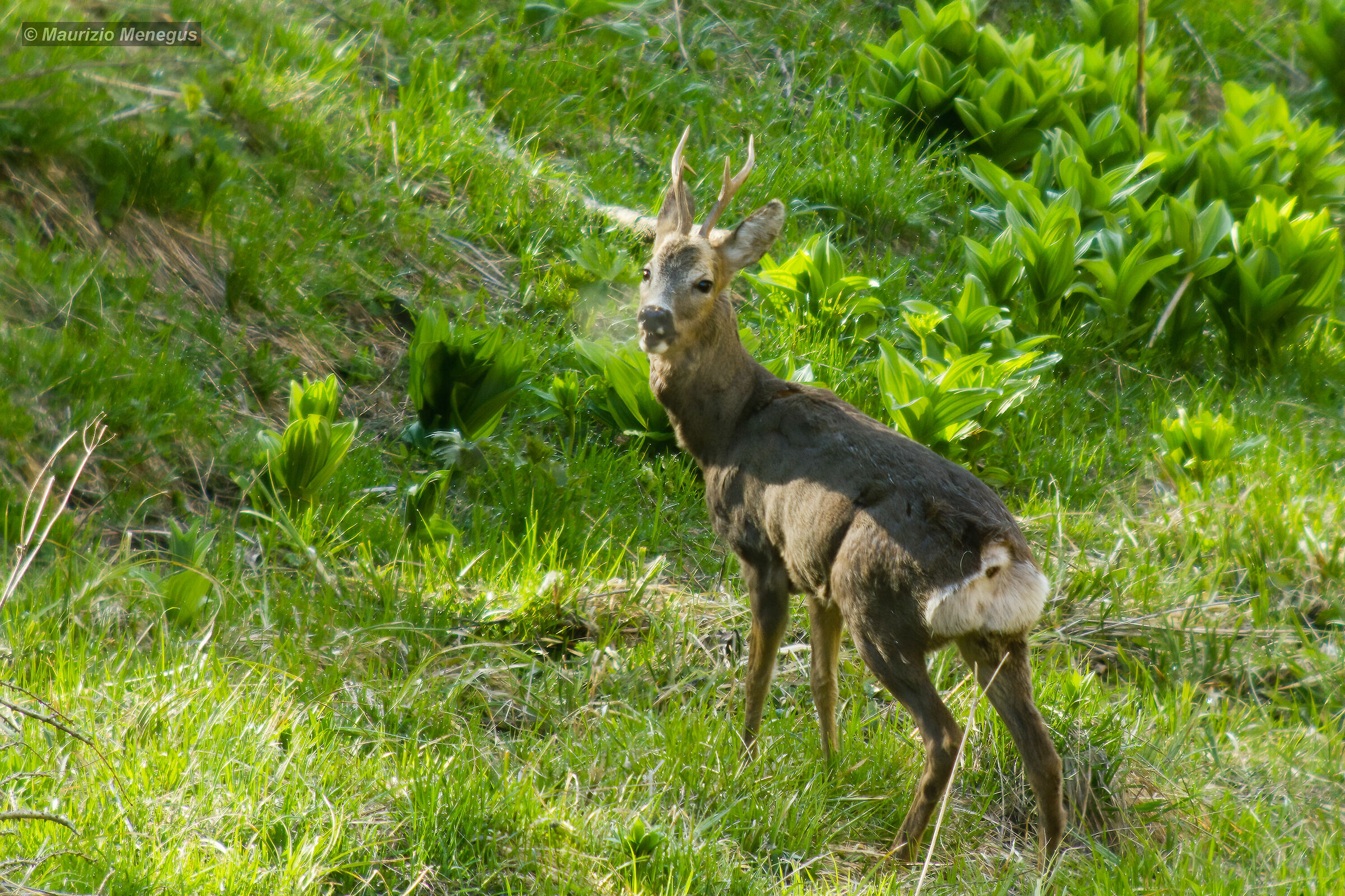 Capriolo a maggio 1