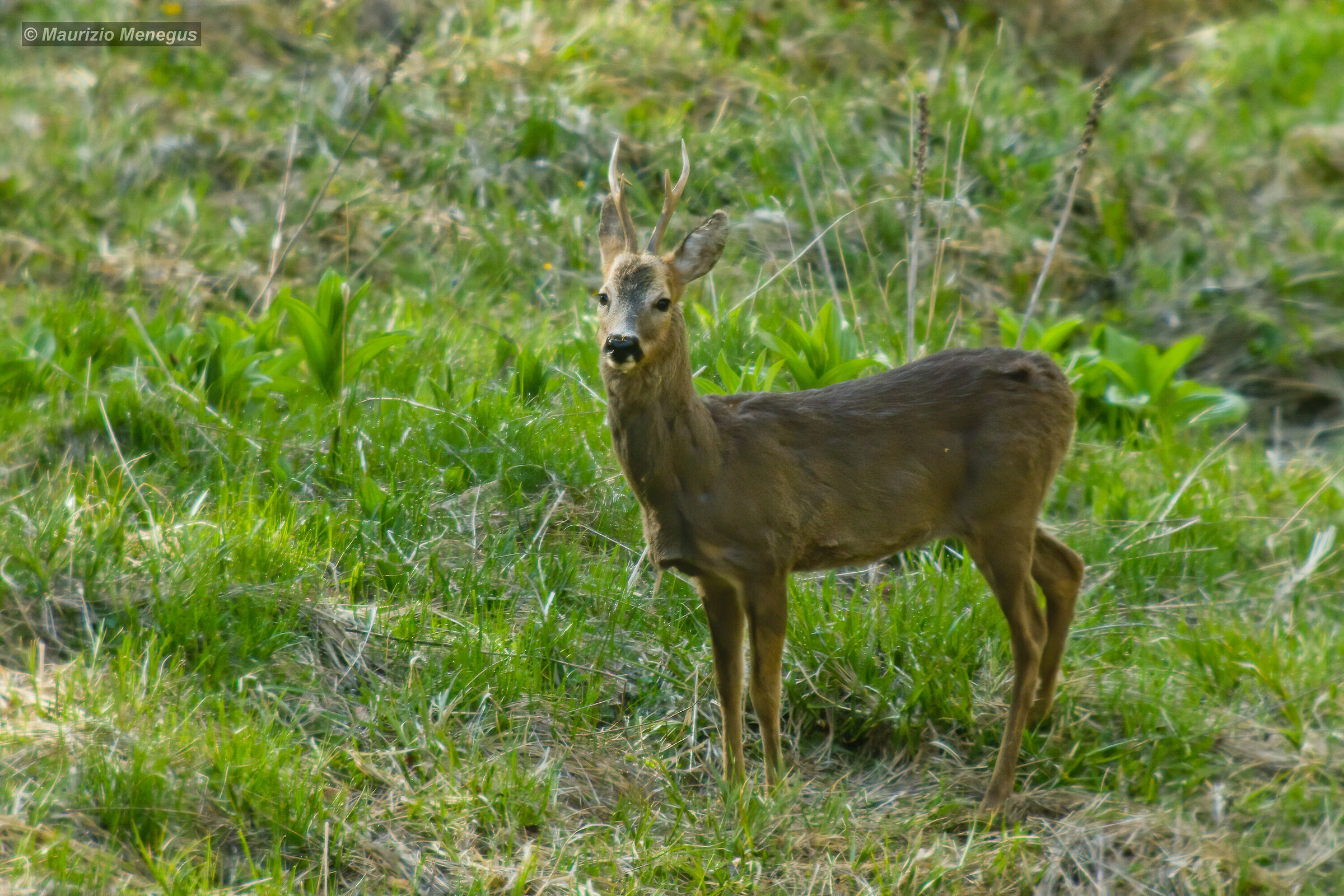 Capriolo a maggio 2