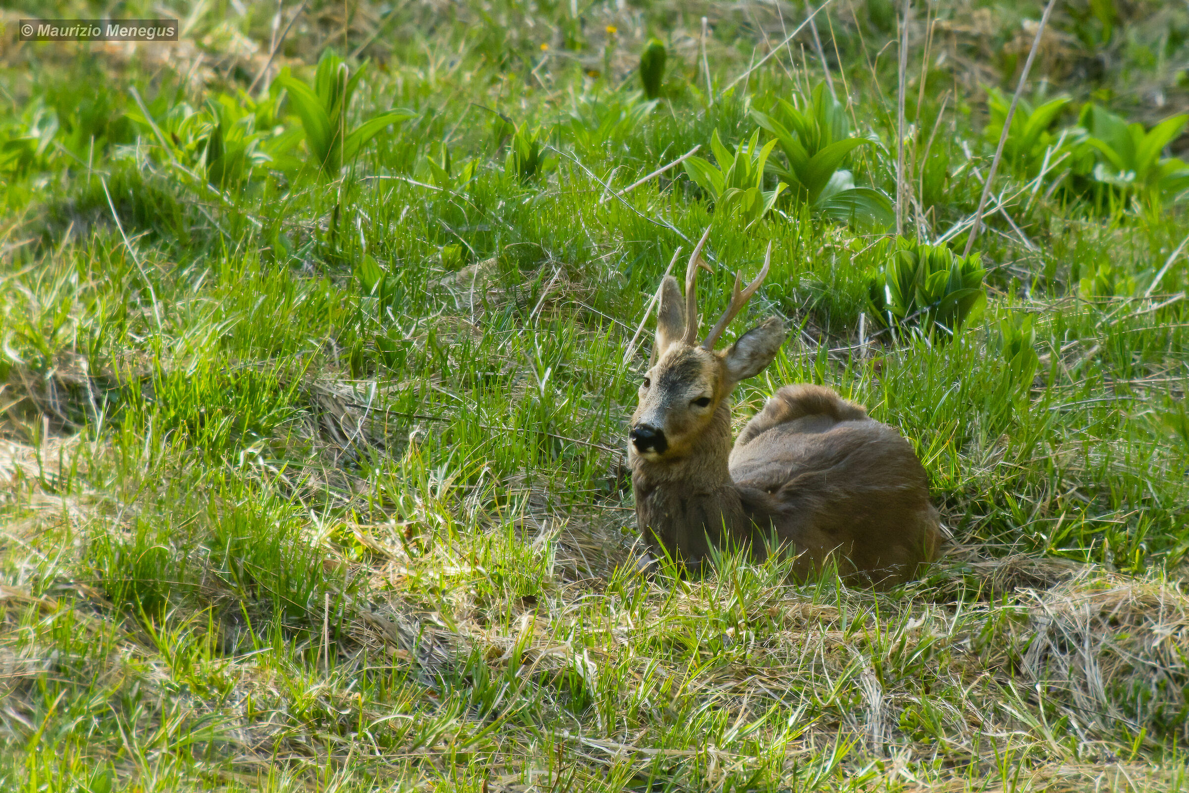 Capriolo a maggio 3