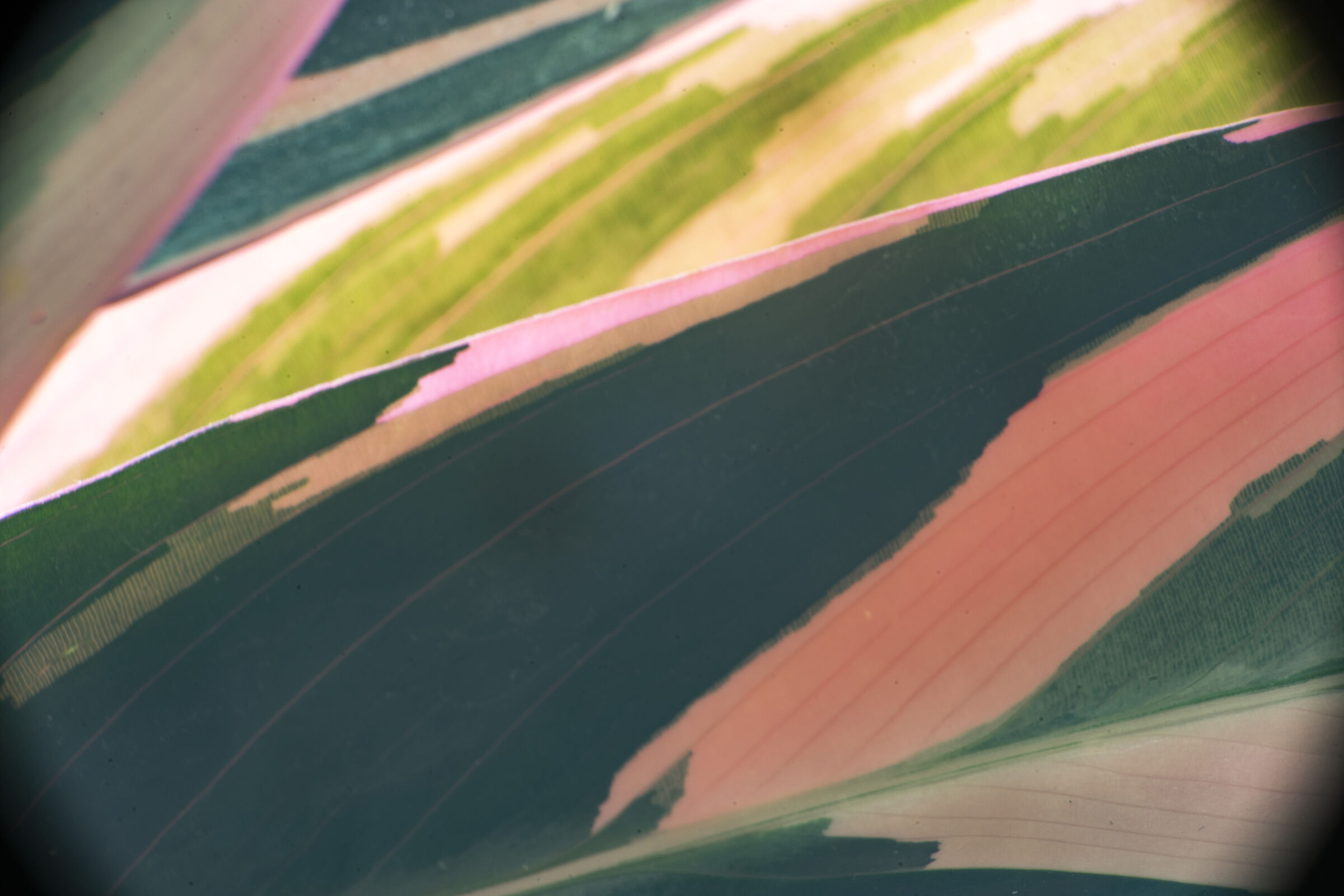 Ctenanthe oppenheimiana 'Tricolor'