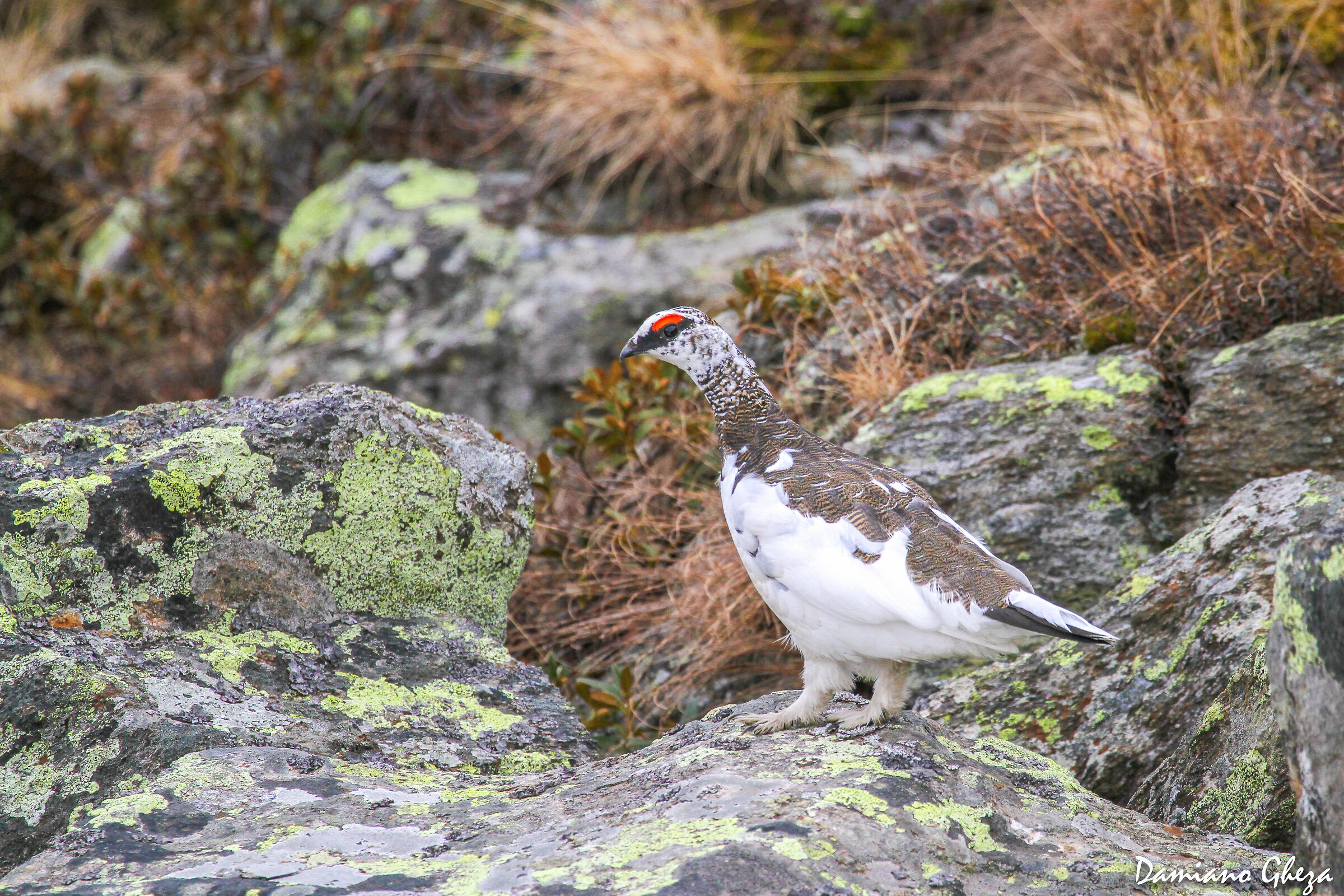 White partridge