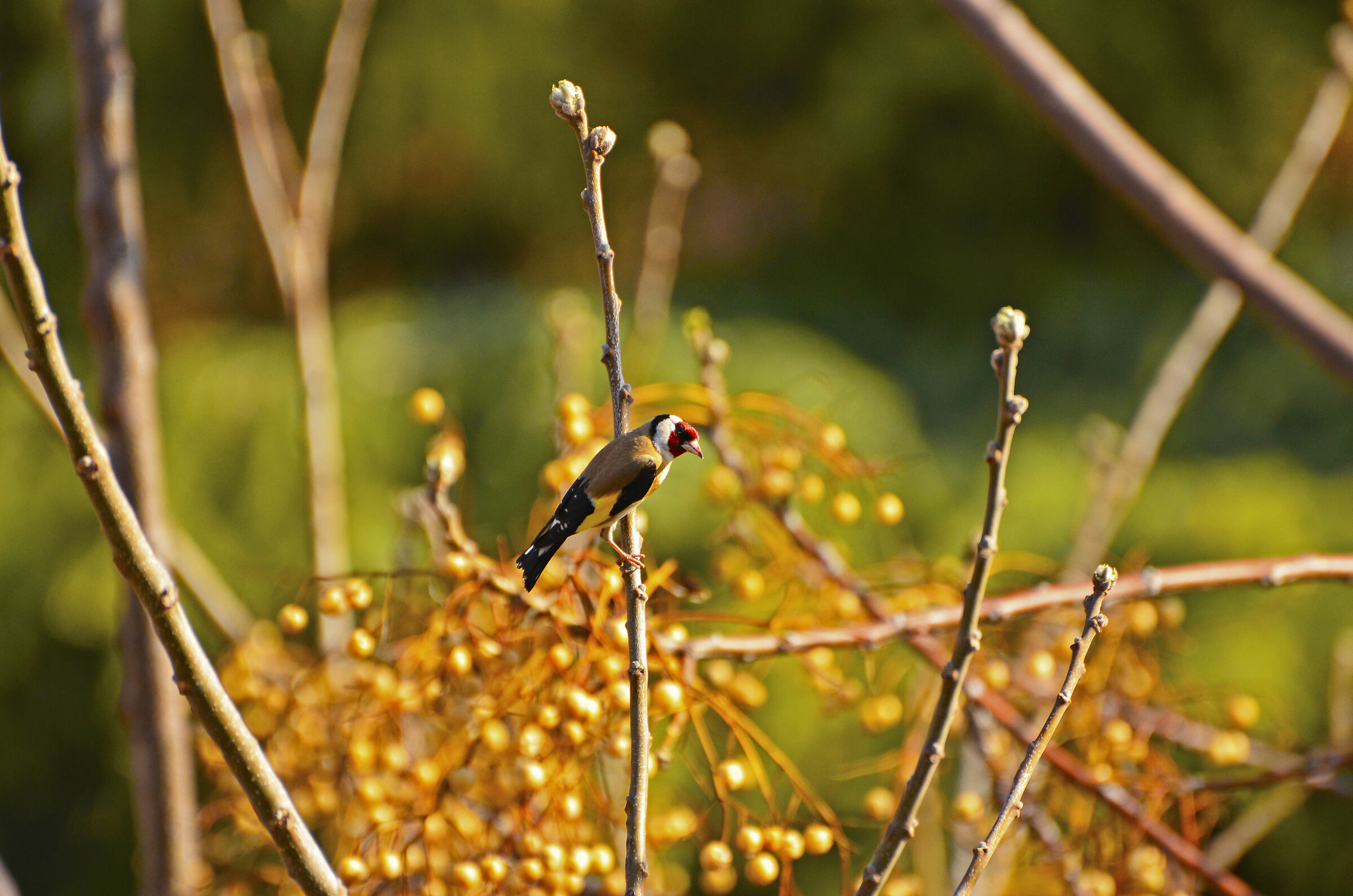 Goldfinch