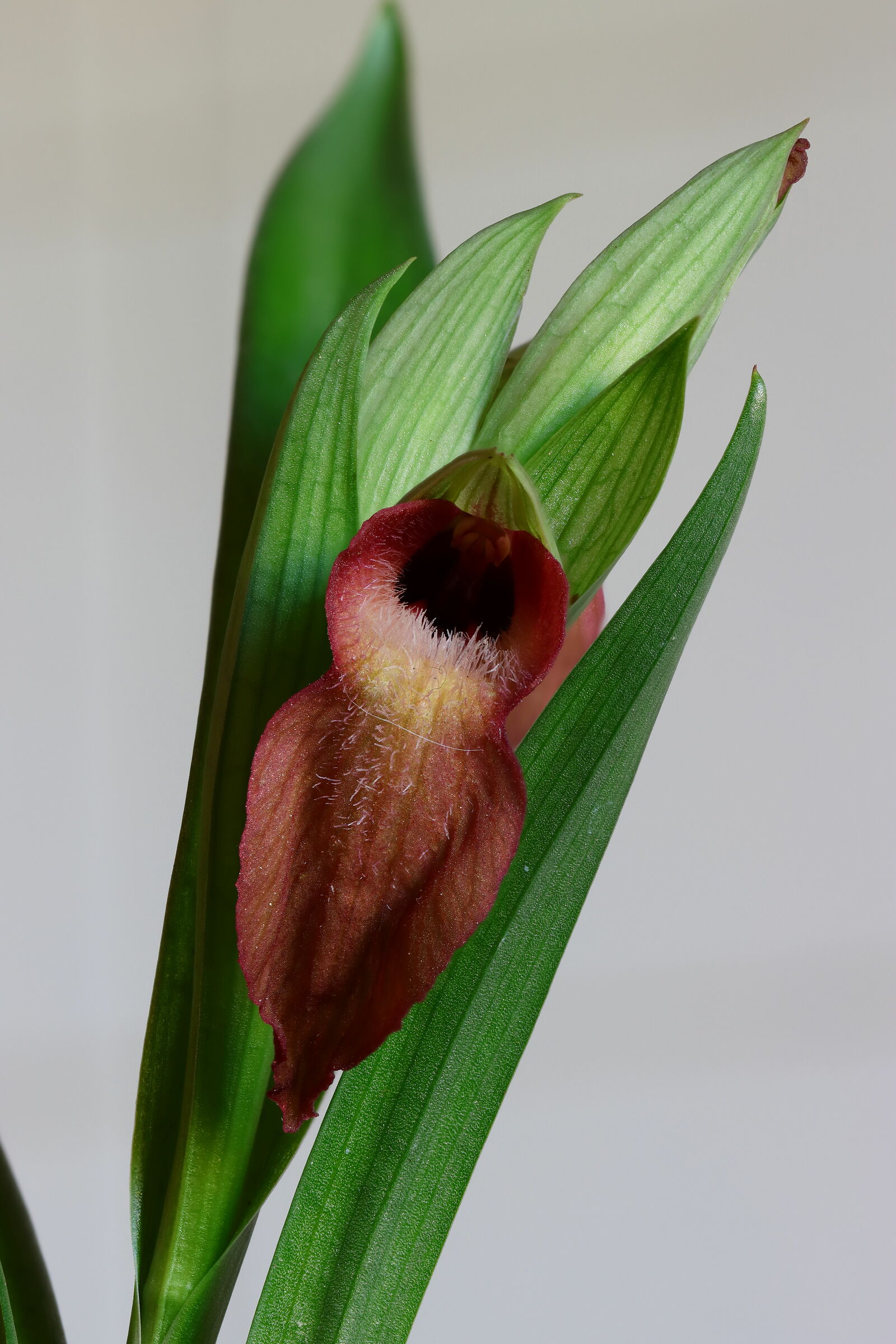 Serapias vomeracea