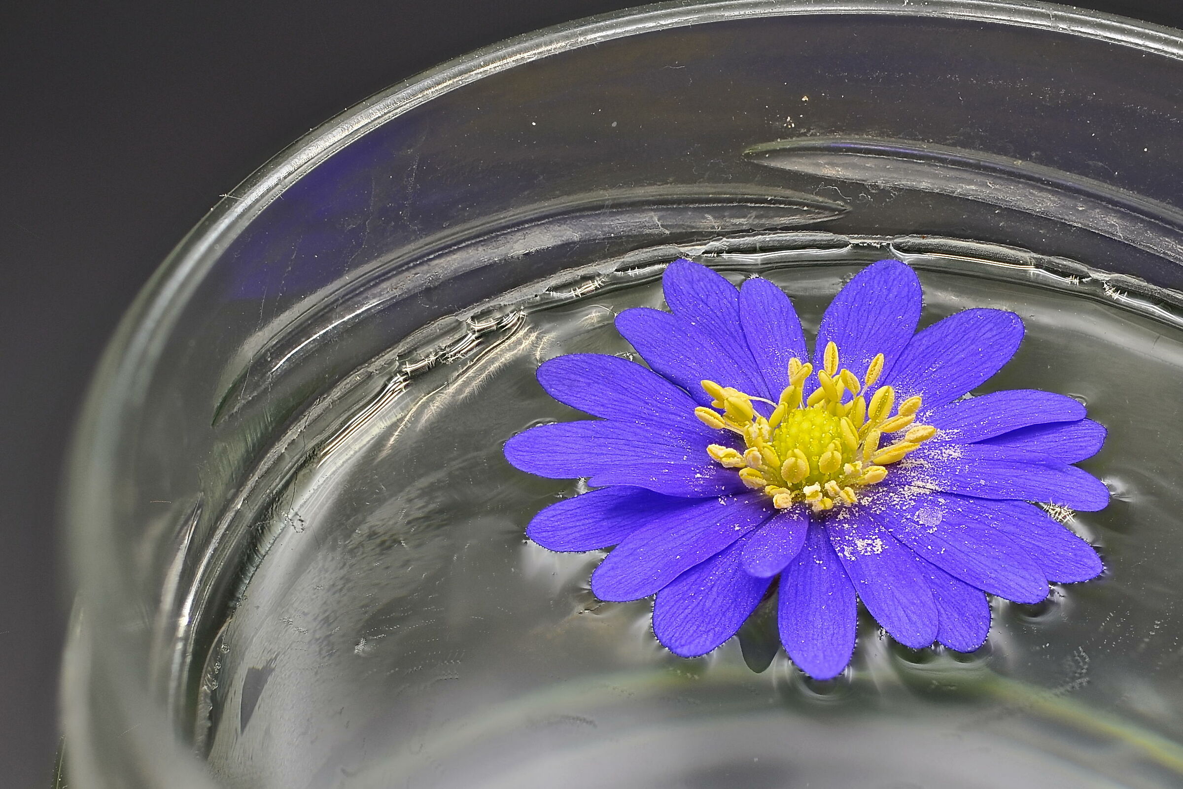 blue flower