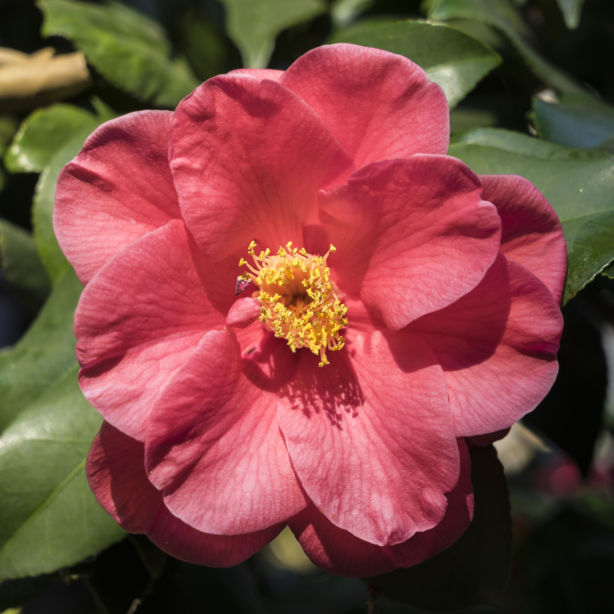 Camelie Sasanqua - 7