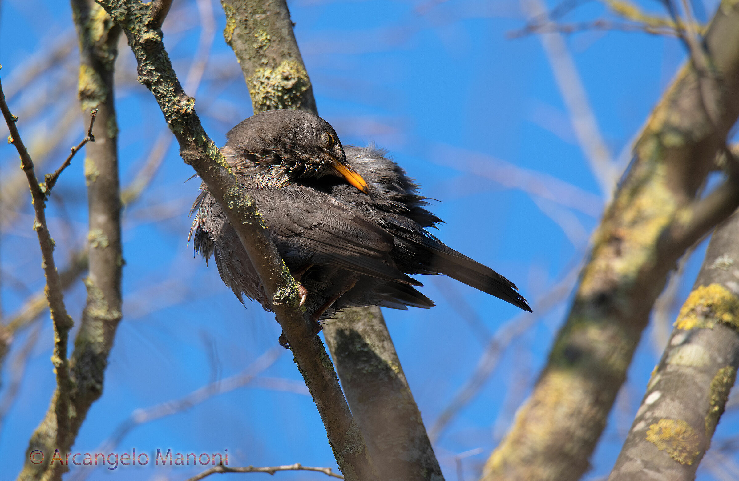Cleaning the blackbird pens