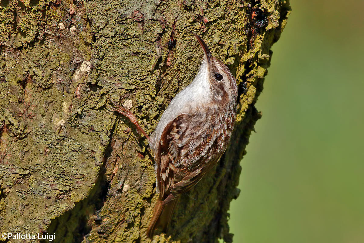 Rampichino (Certhia brachydactyla)