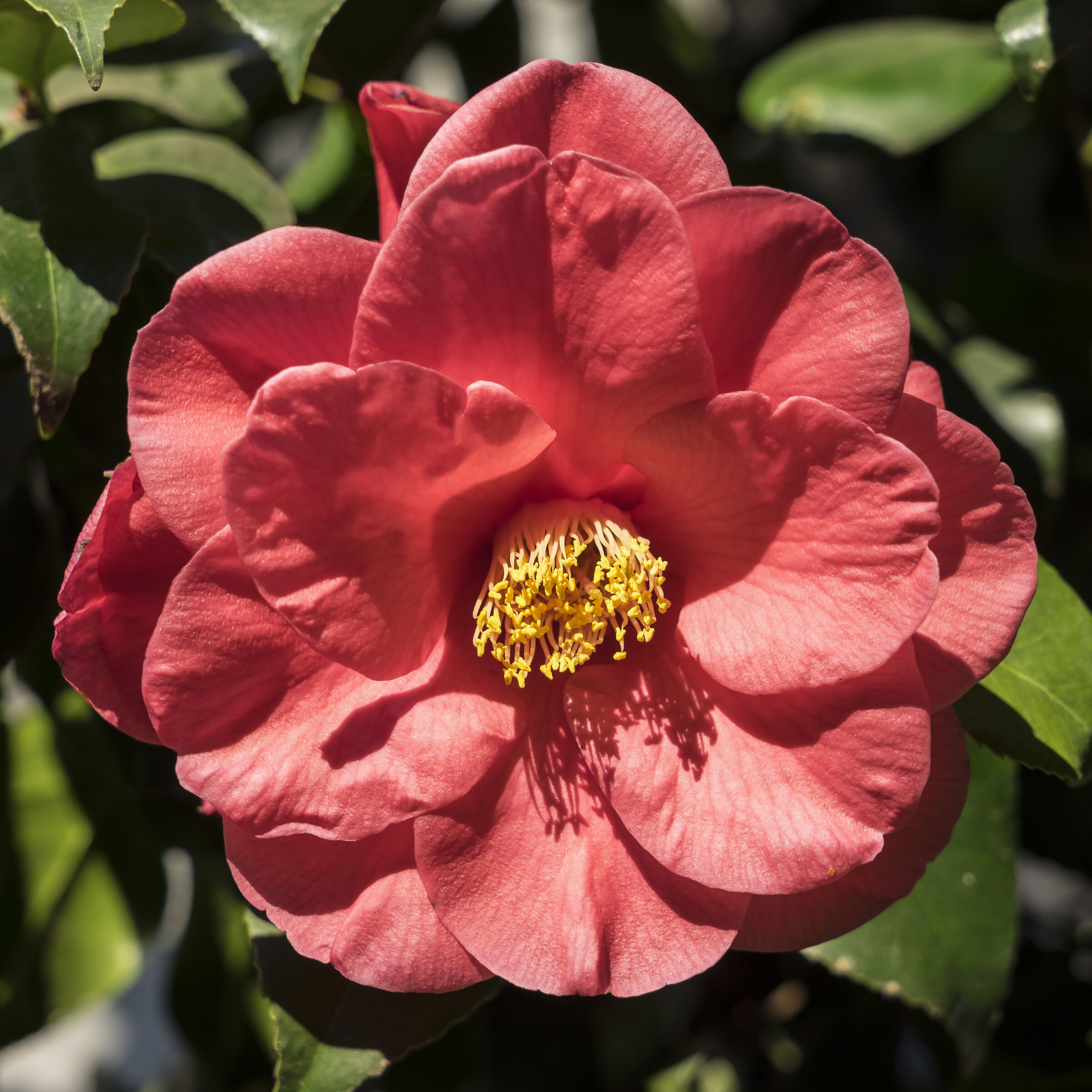 Camelie Sasanqua - 8