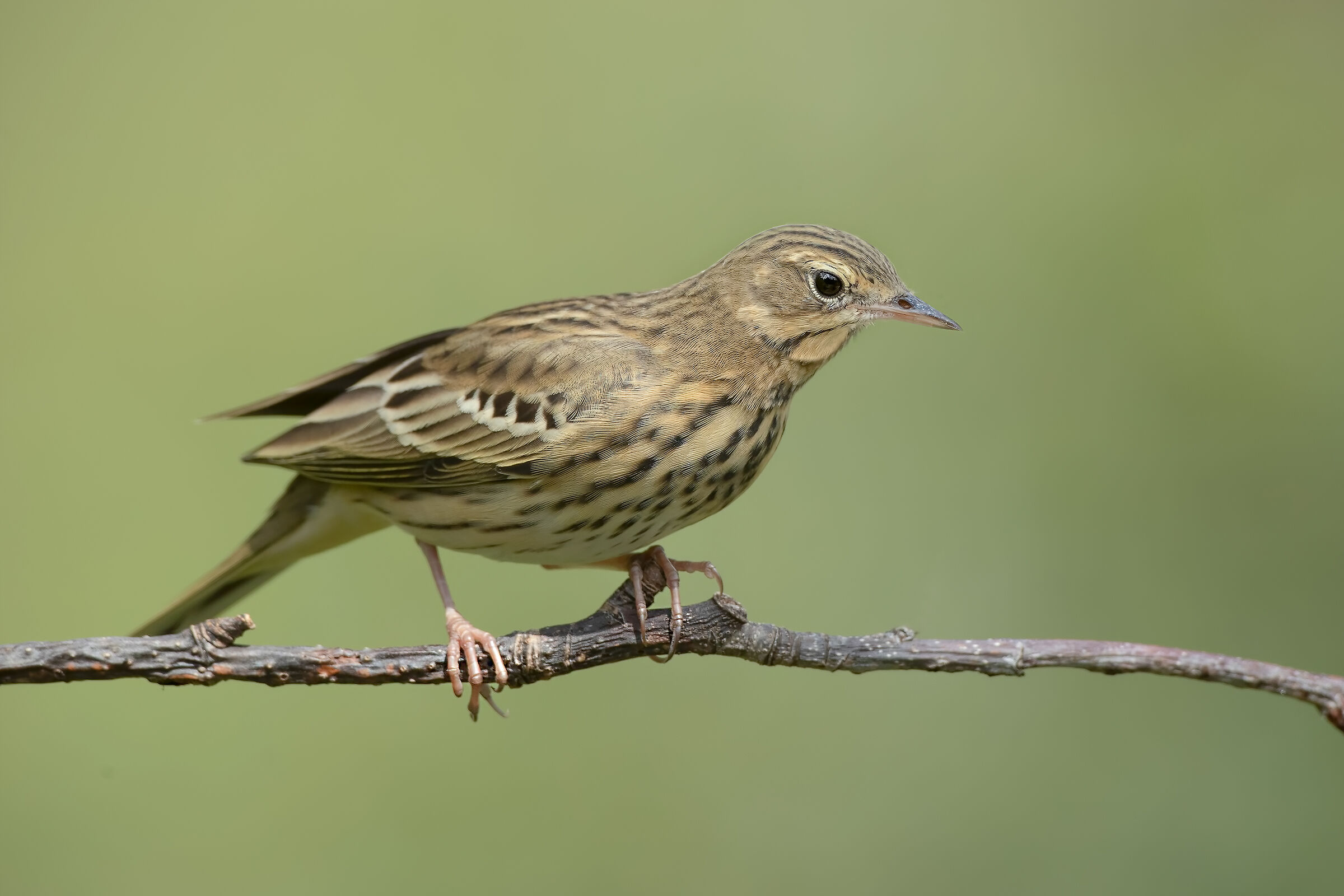 Prispolone - Estate 2019