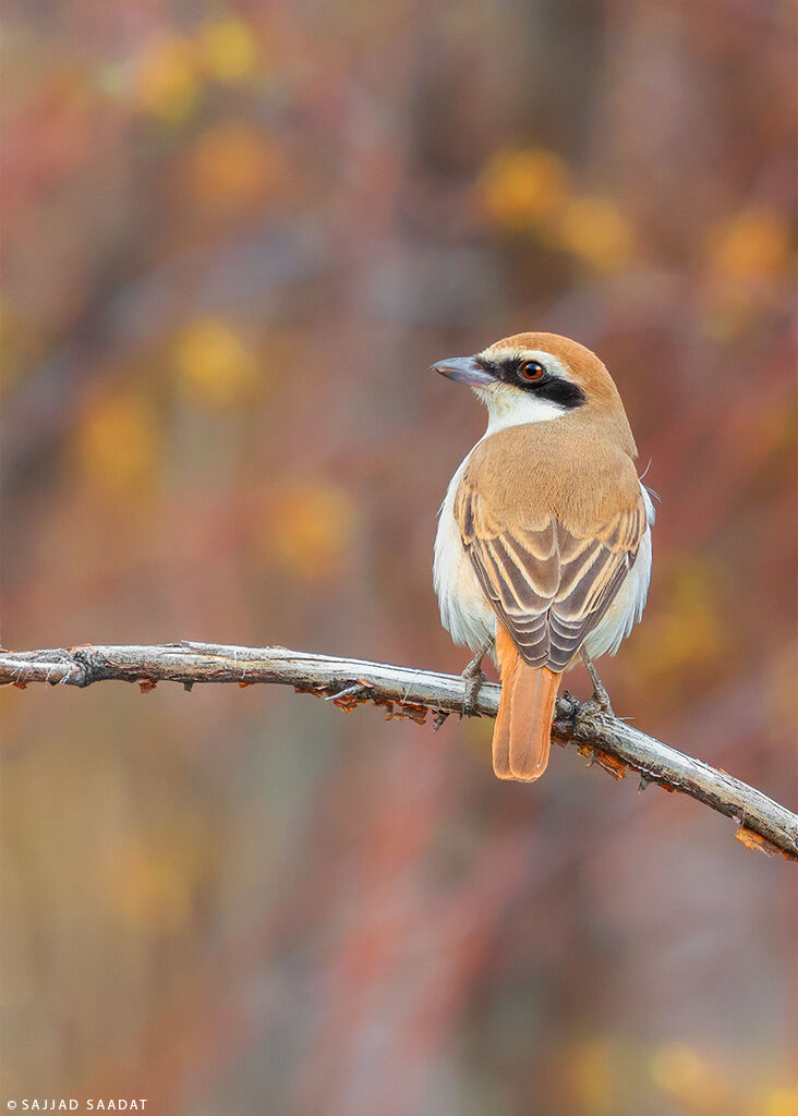 Red-tailed shrike