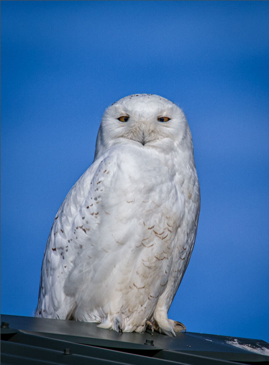 Male Snowy Owl