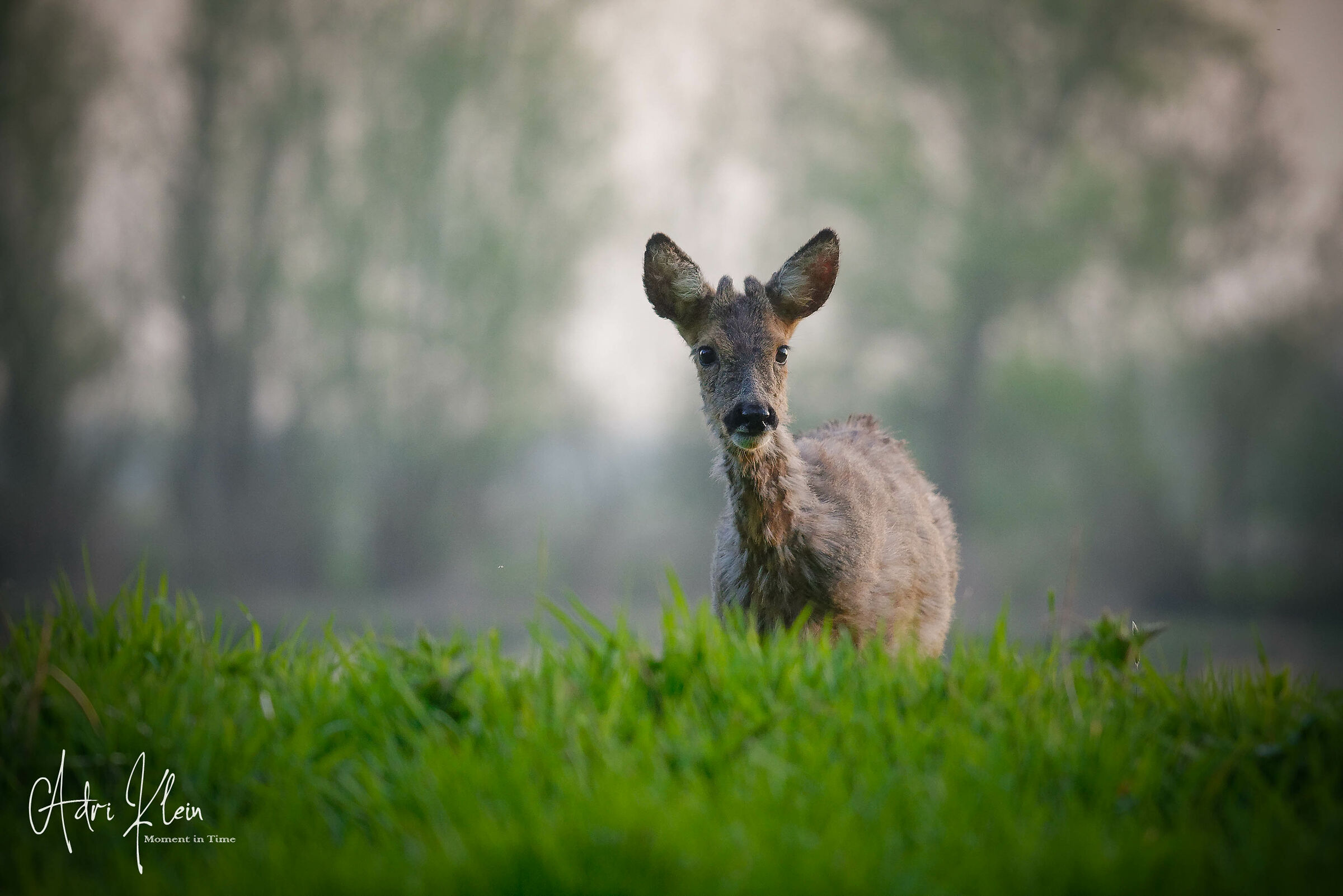 Roe male