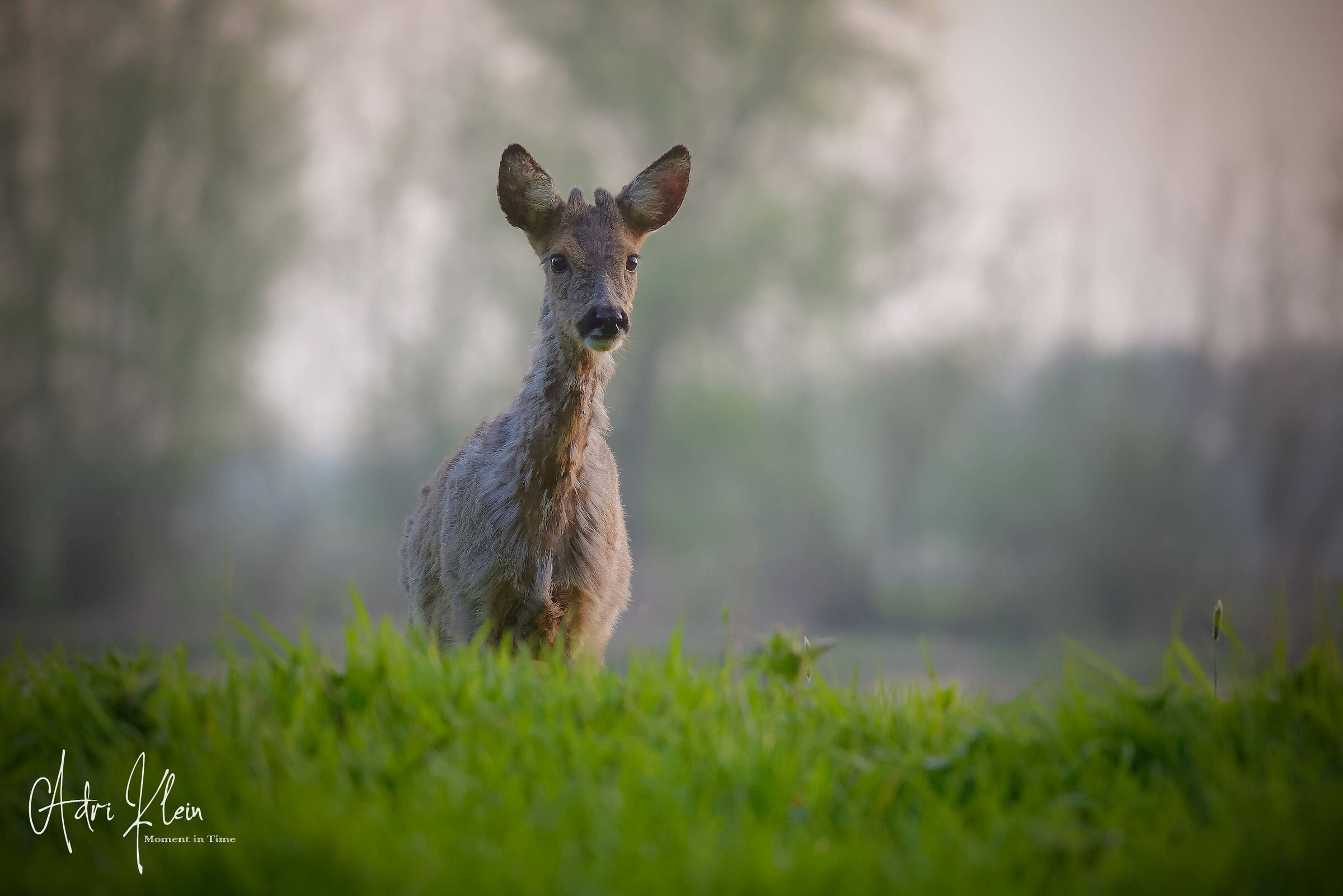 Roe male