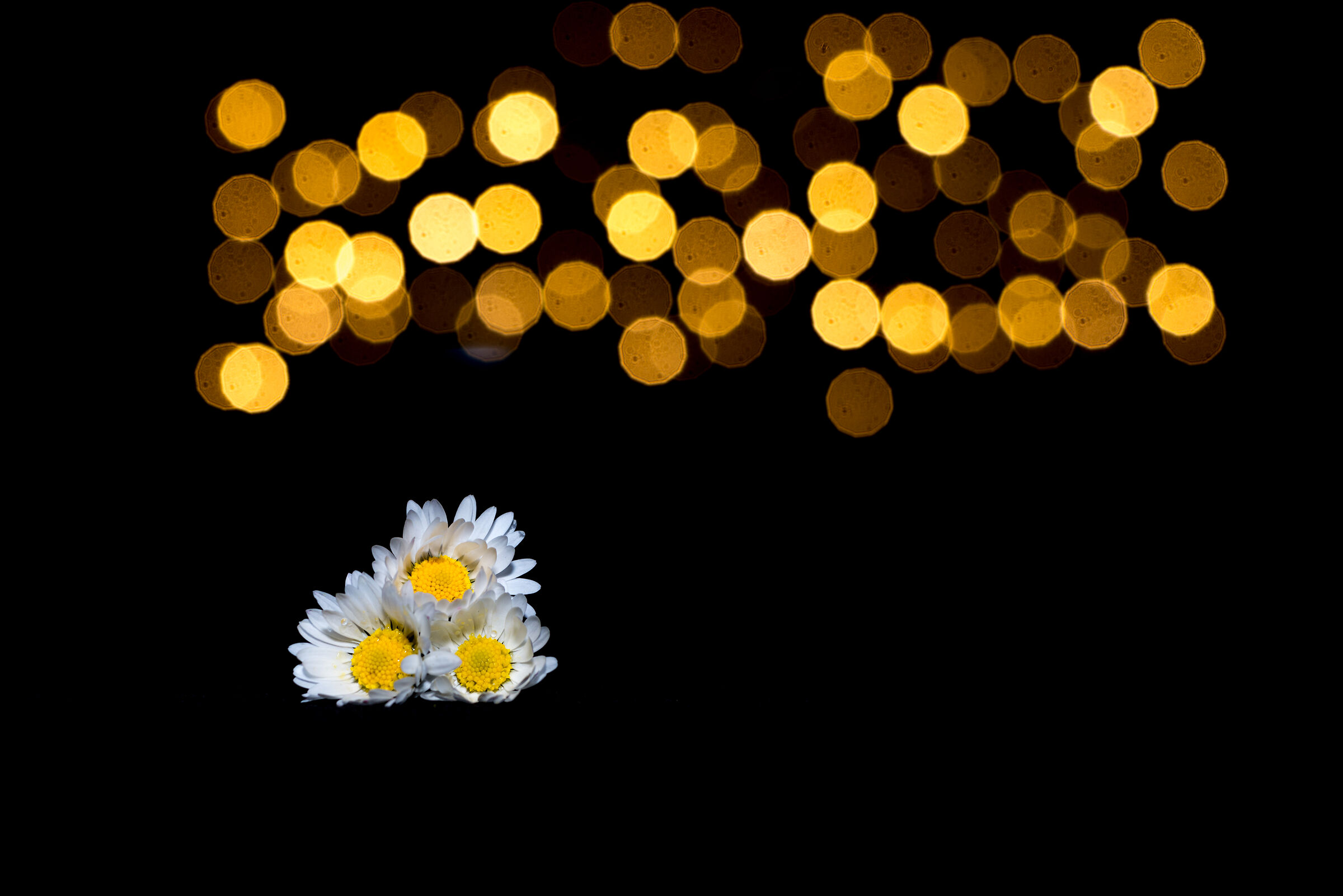 Sunday ... Daisies
