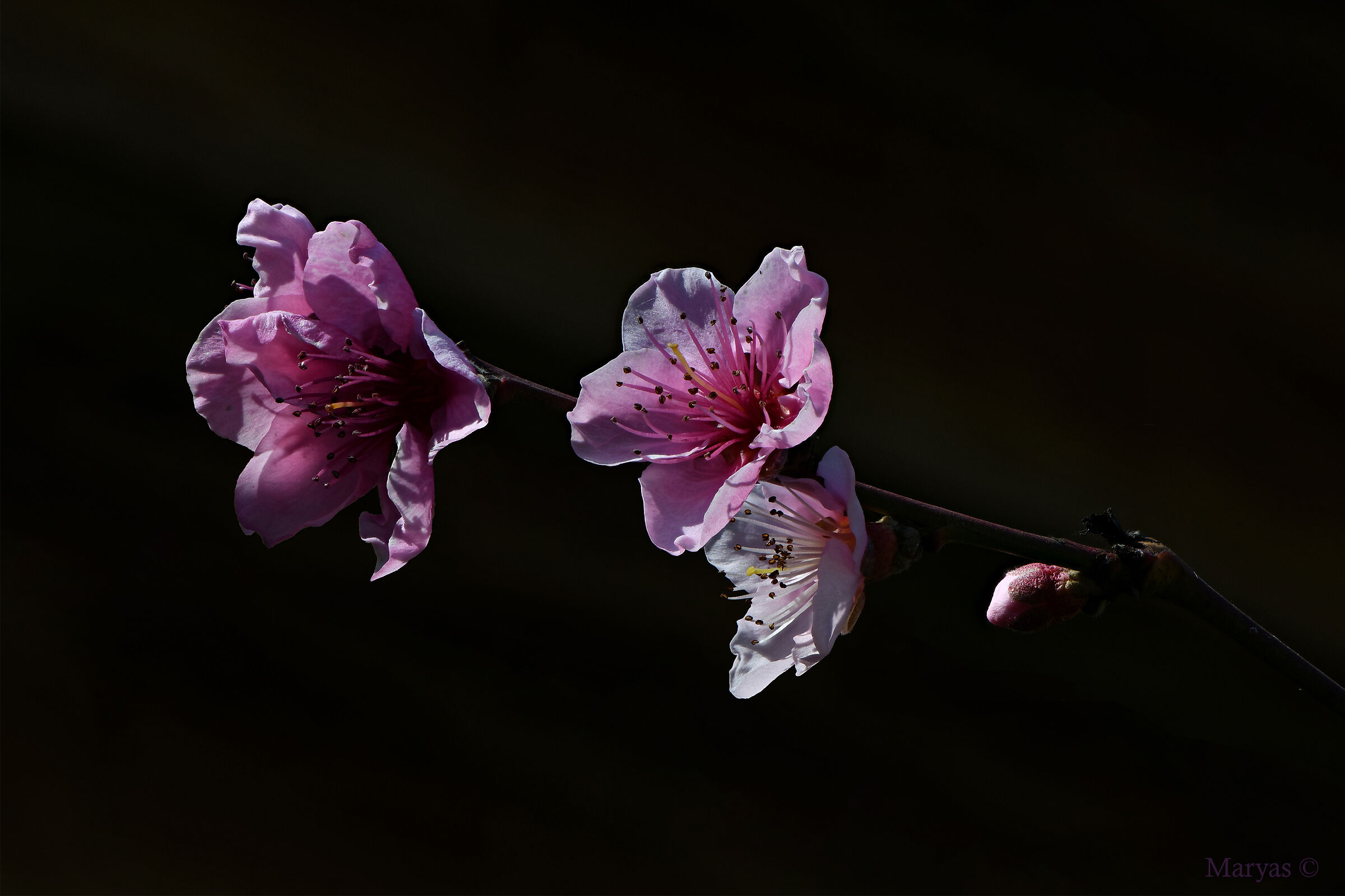 Fiori rosa, fiori .......