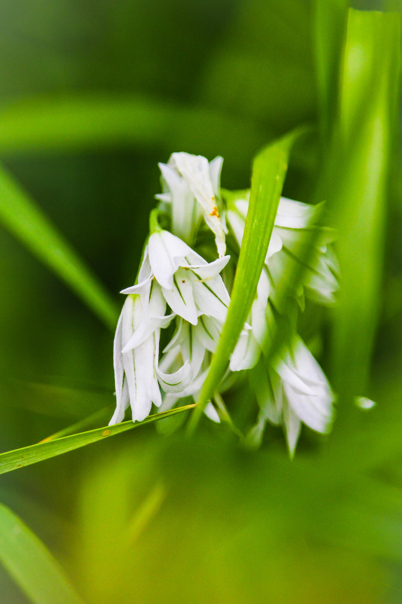 GreenWhite, New10014