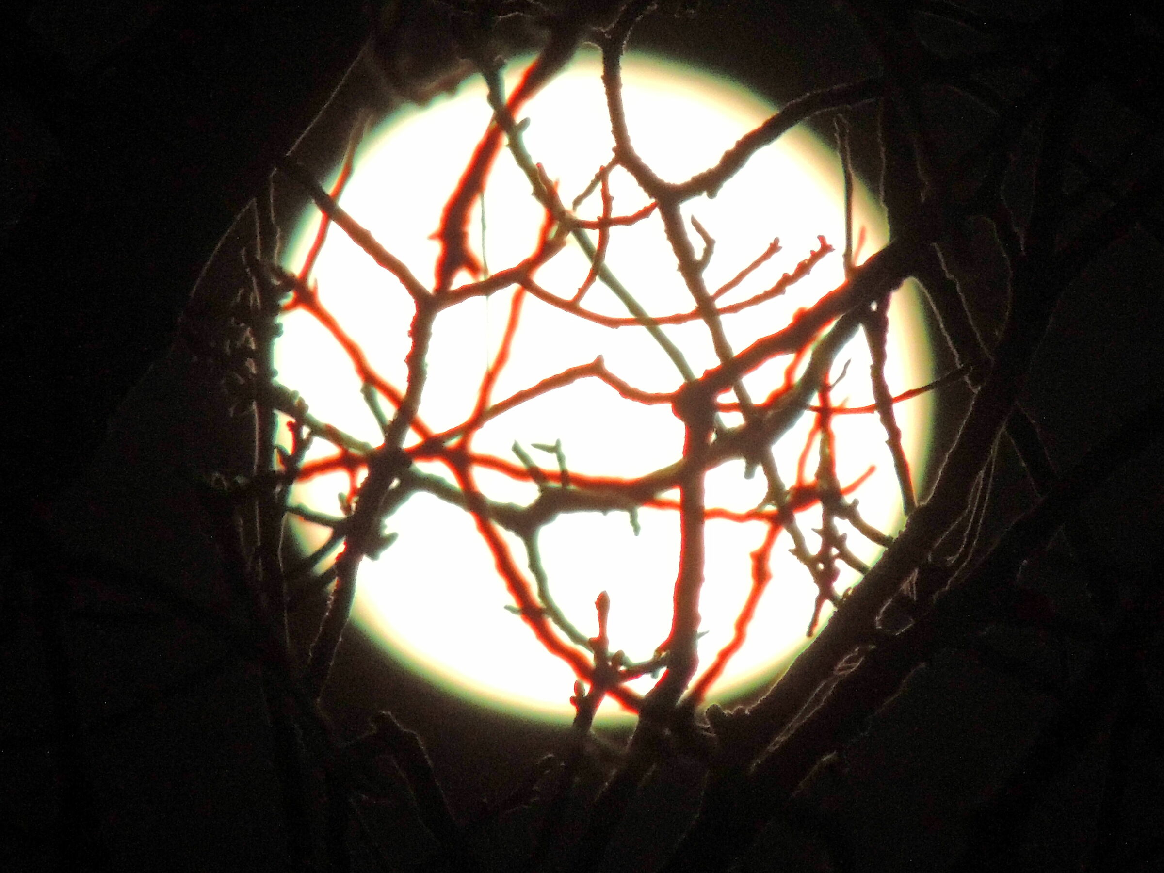 super moon between the branches