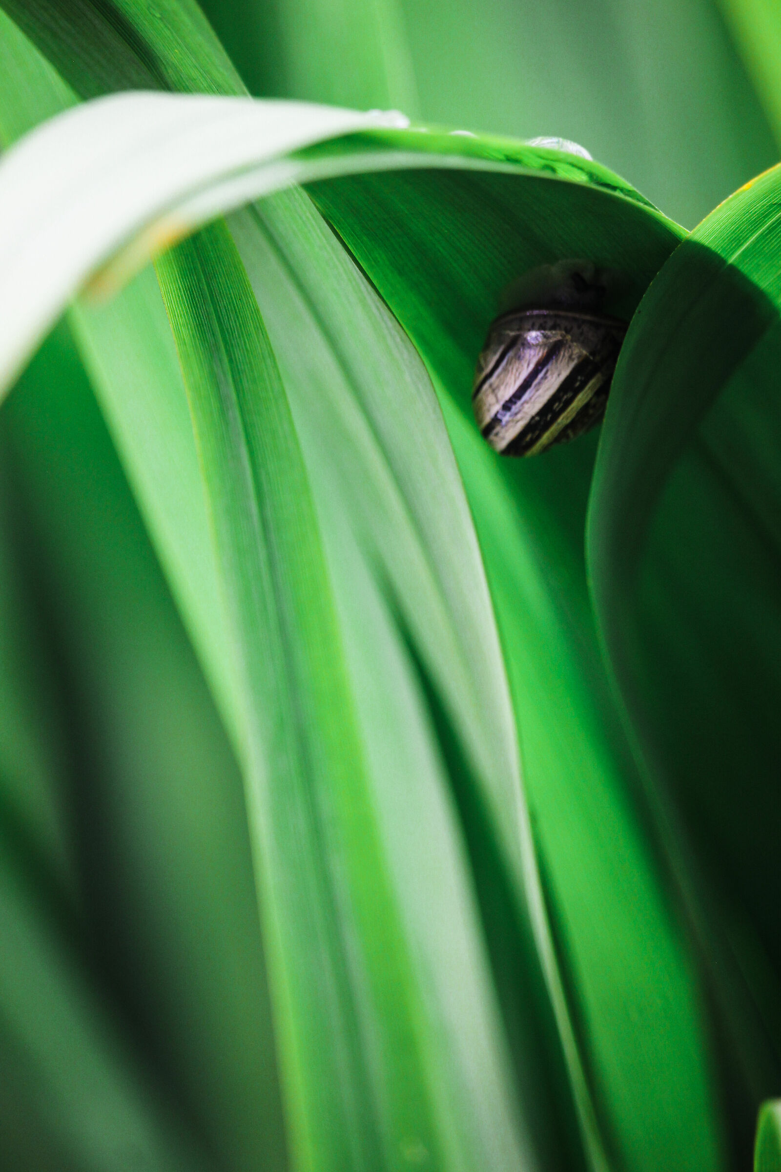 Happen... From Hidden Sardinian