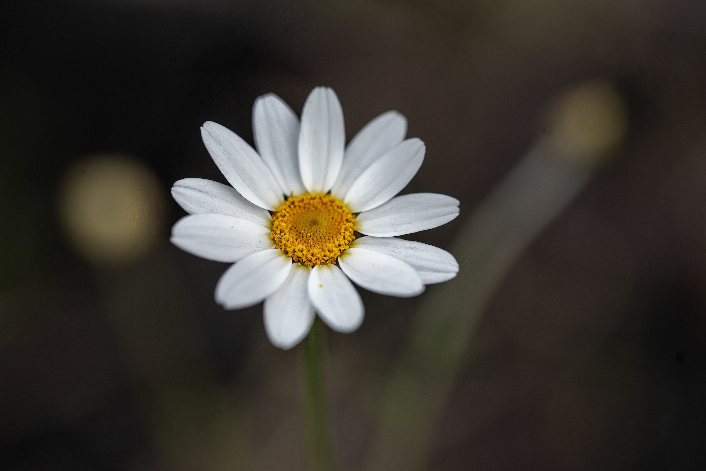 flower exultation - For the birth of the Stars