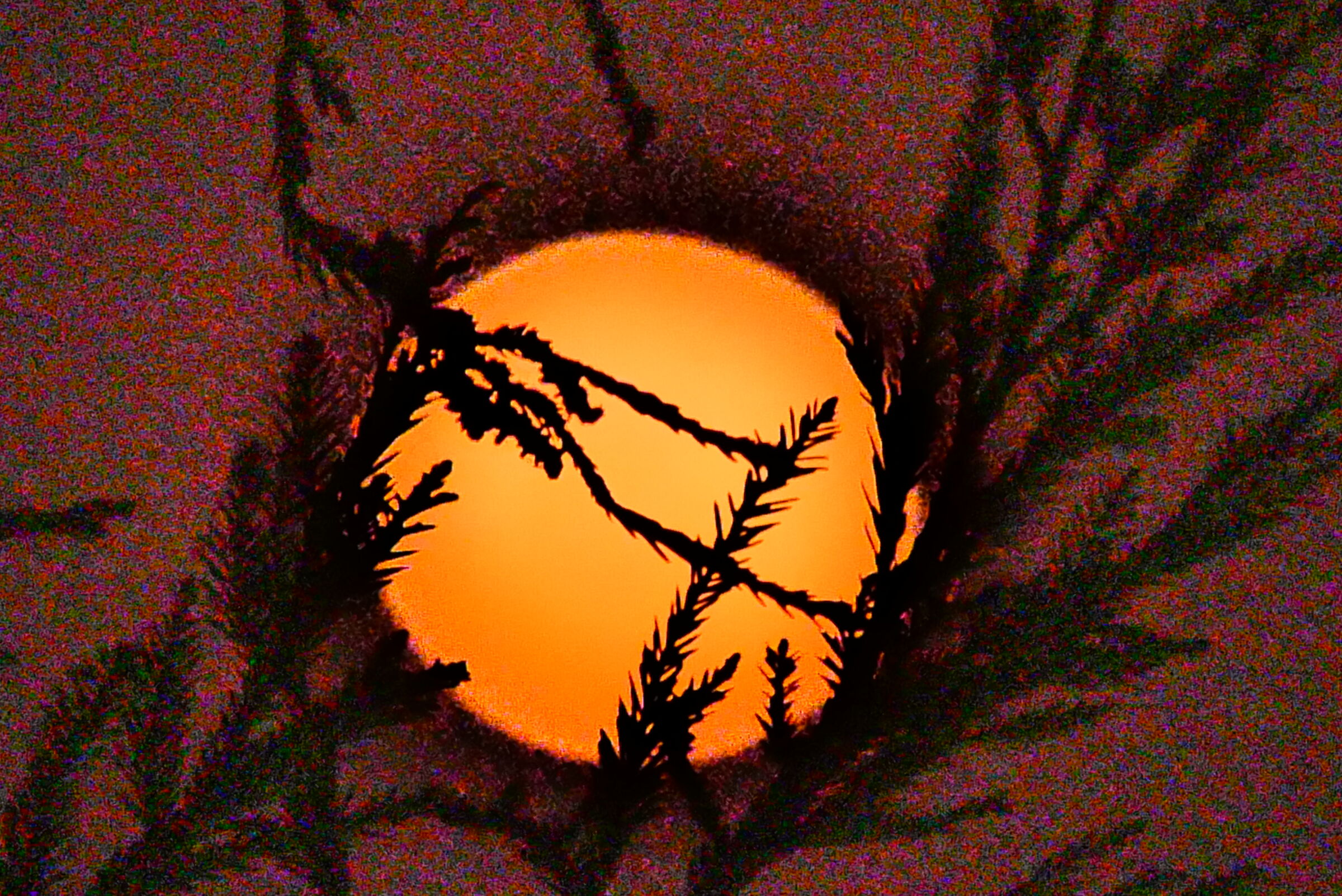 Luna 08/04/2020 tra i rami del balcone