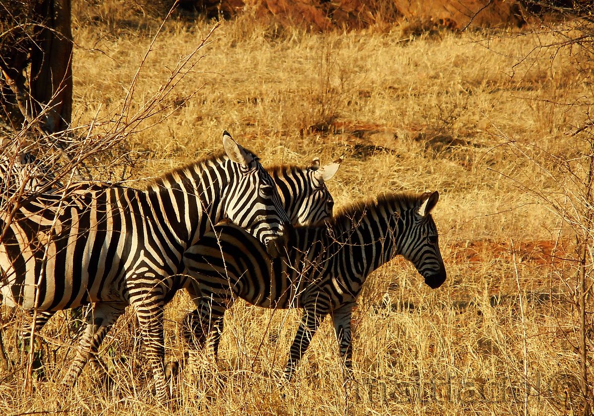 zebre