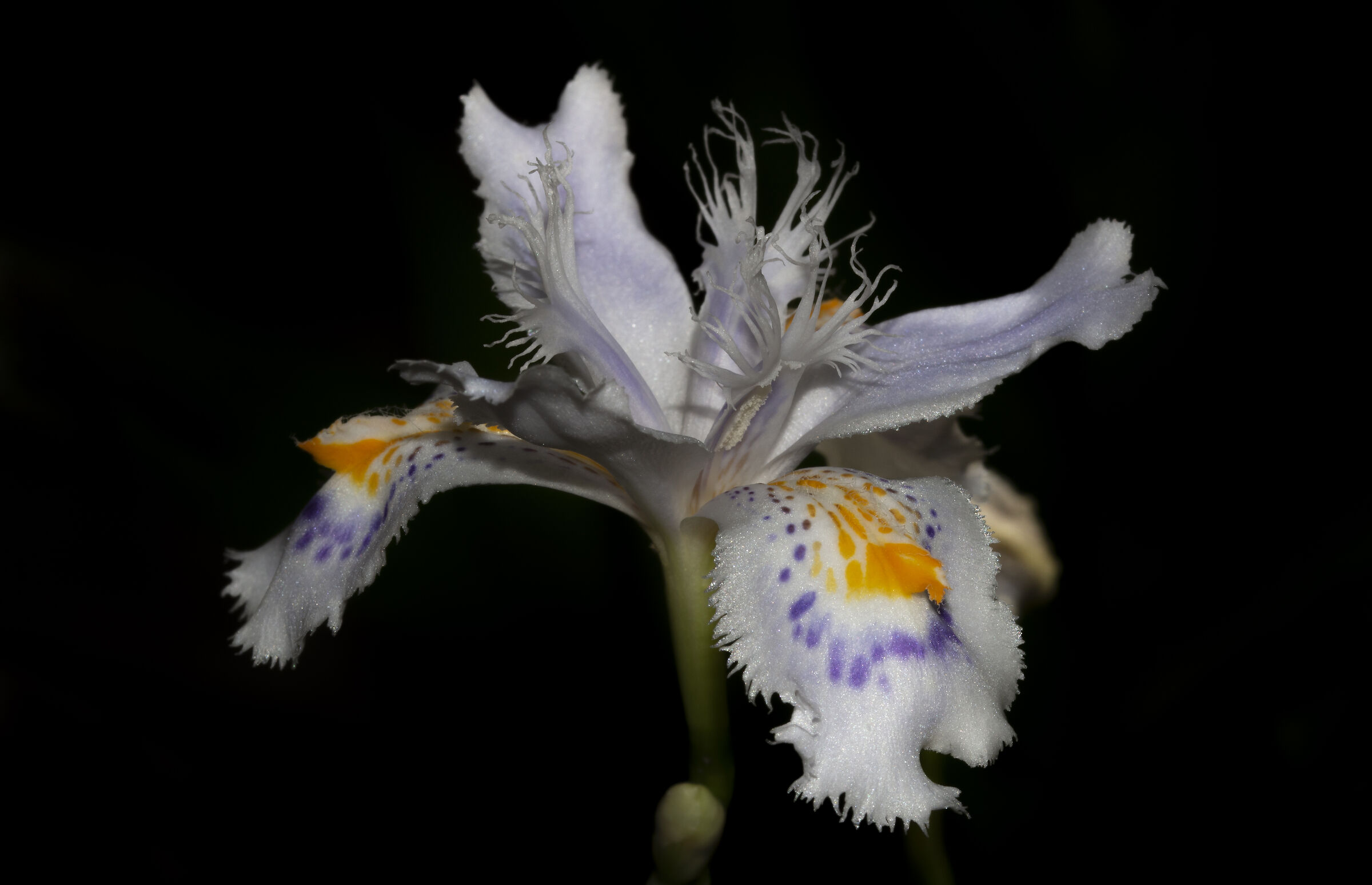 Beauty of Nature (Iris Japonica)