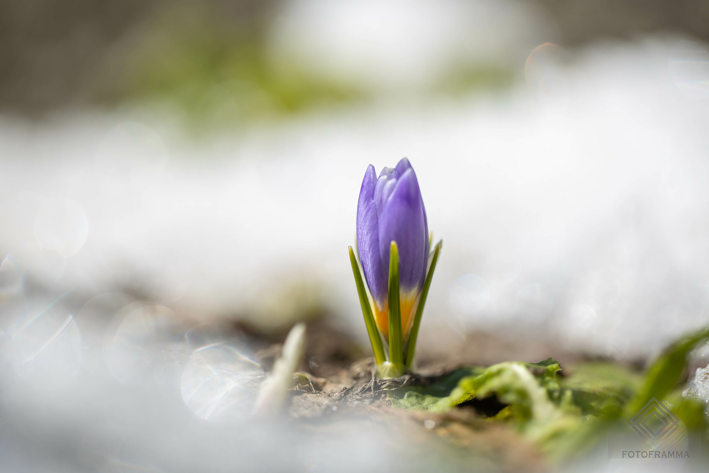 Primo crocus tra le neve che si sta sciogliendo