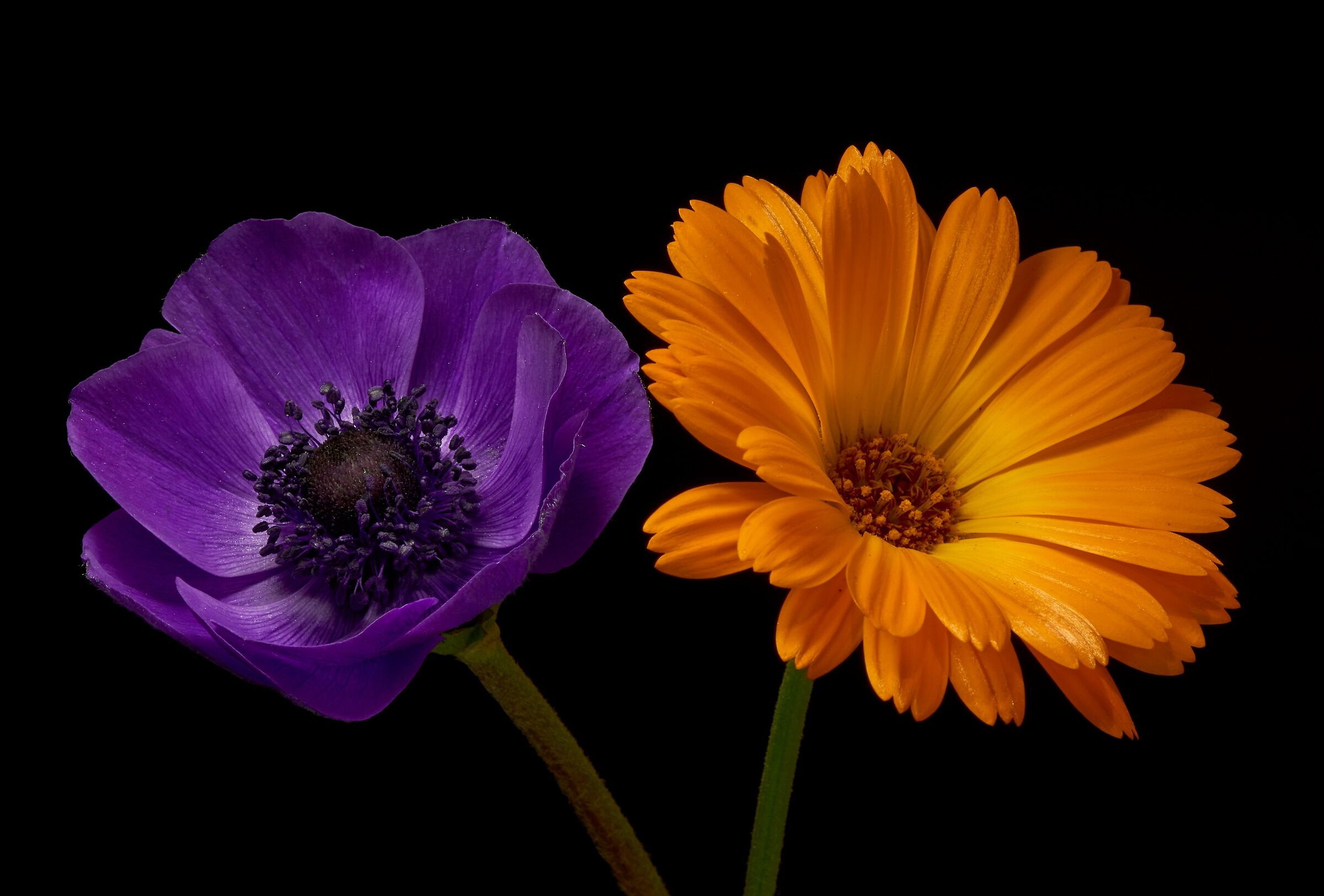 Composizione semplice