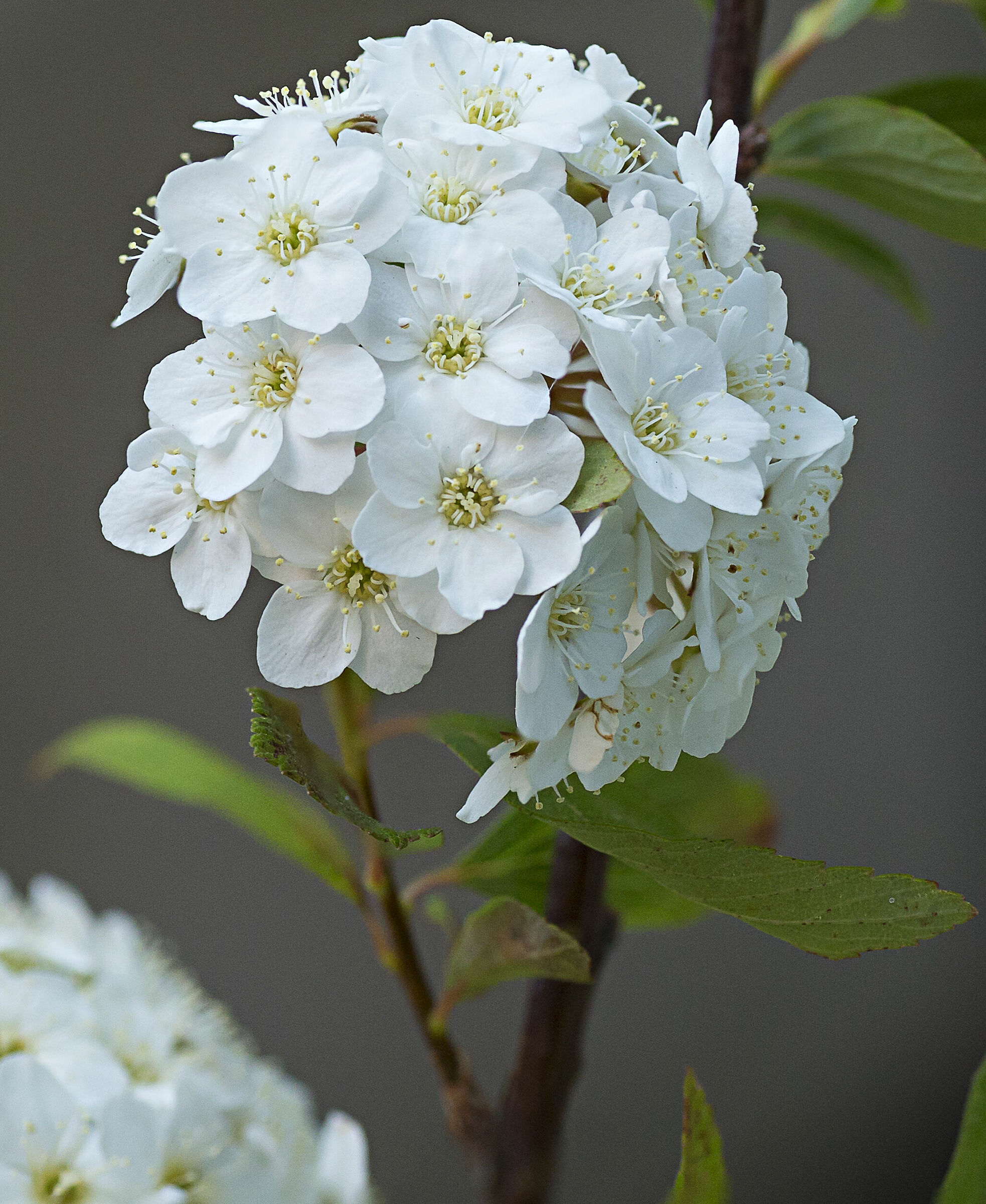Spirea(ma non sono sicurissimo)