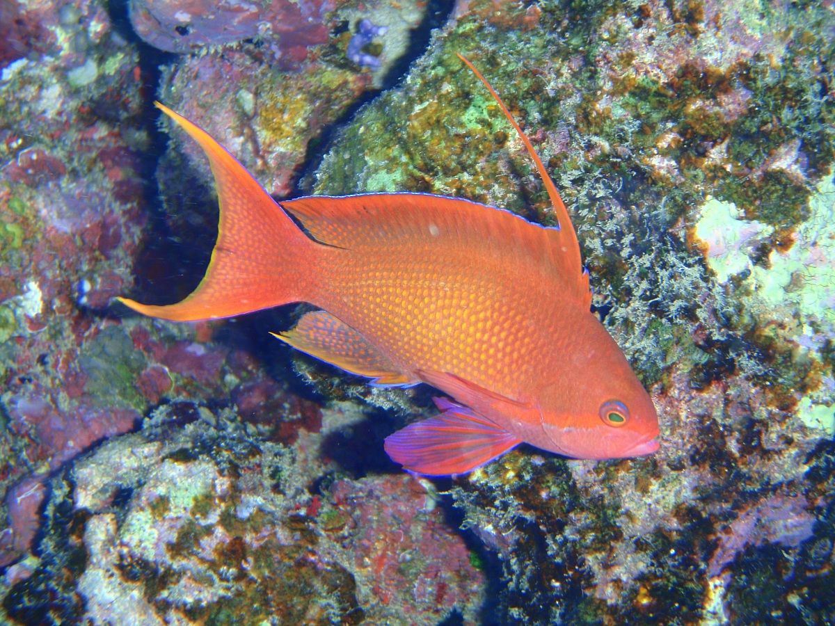 Pesce corallino