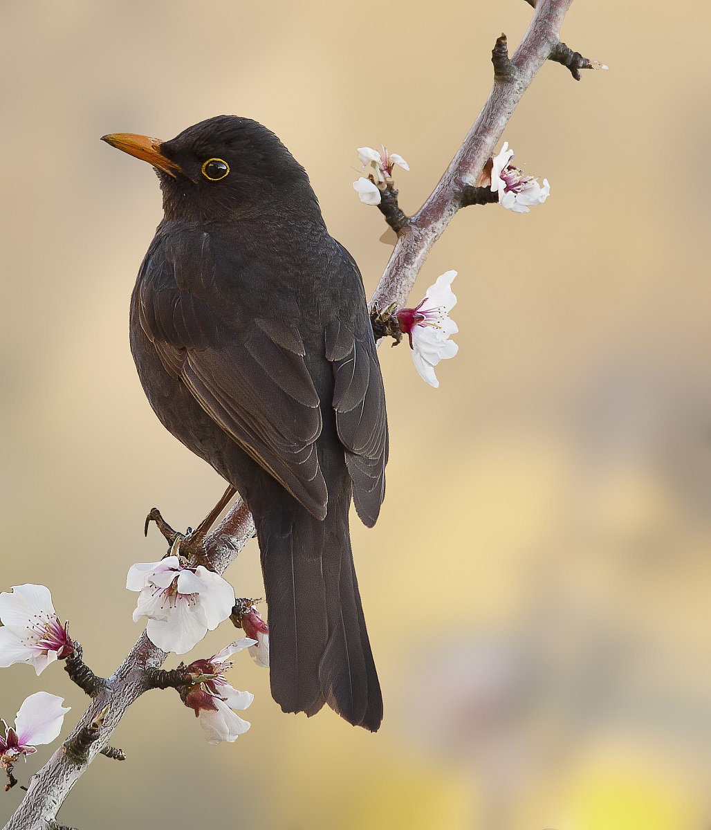 Sig.Merlo (che voglia di primavera)