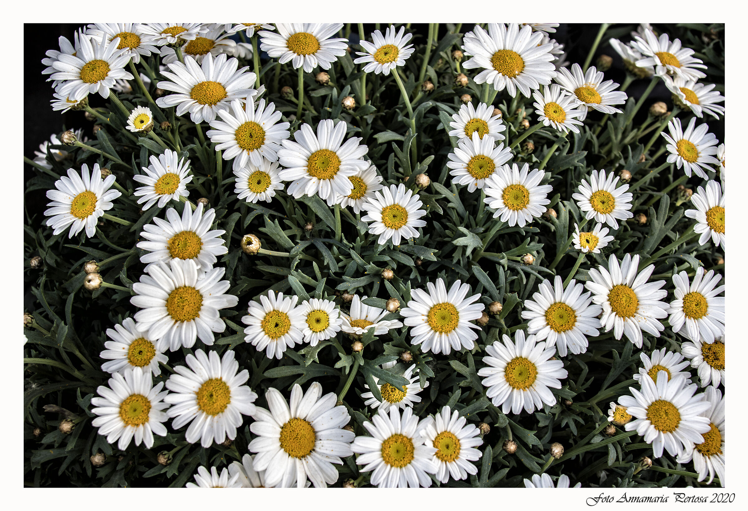 From house arrest to Zero Km