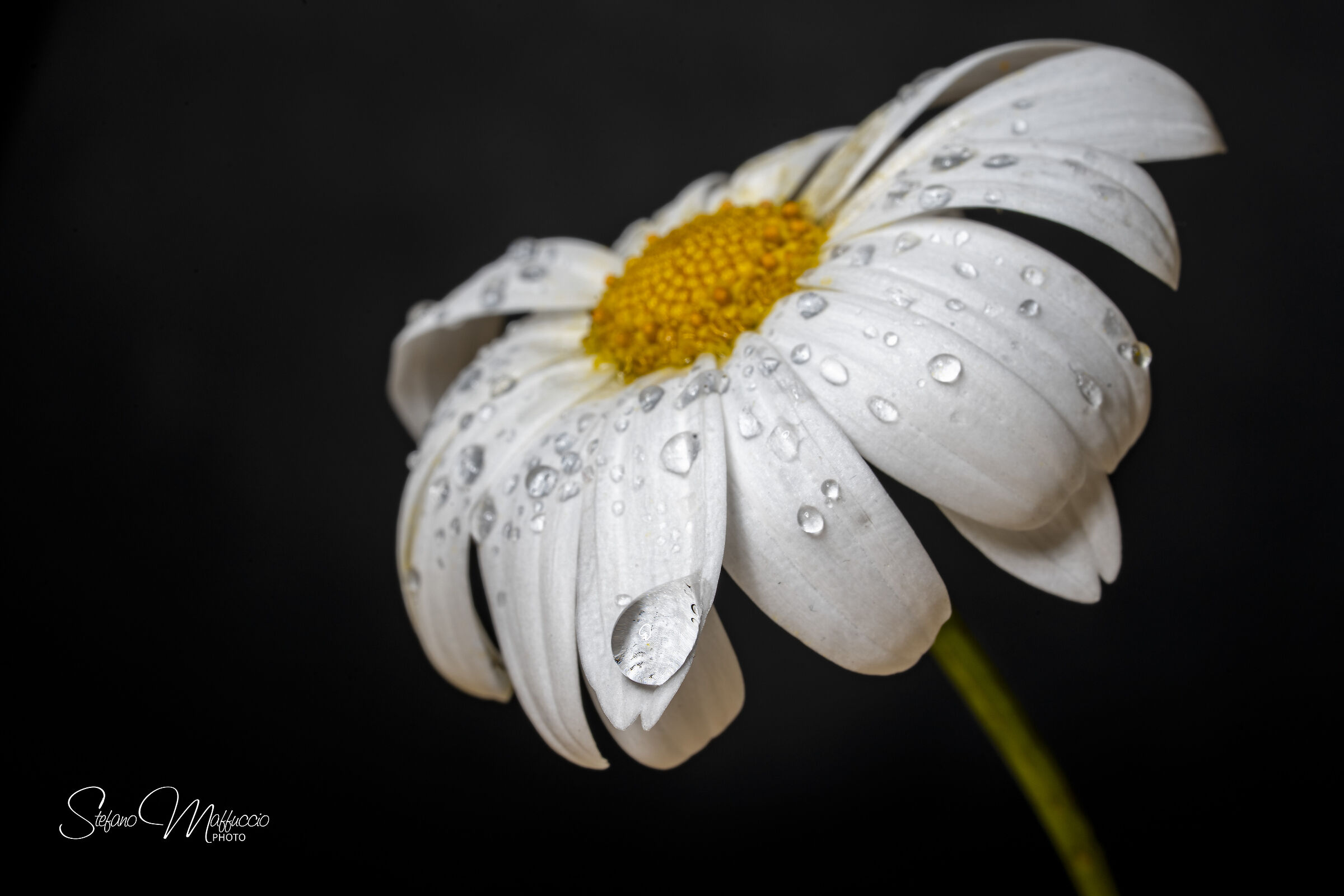 Daisy and drops