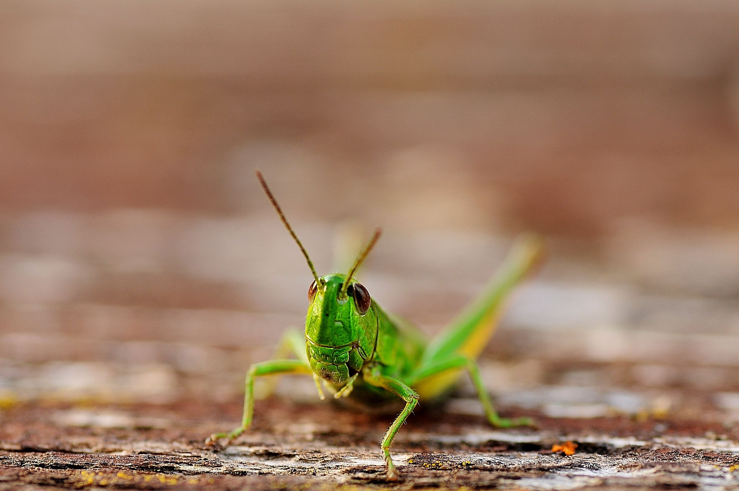 Listen to me ...? ... I am Jiminy Cricket ....