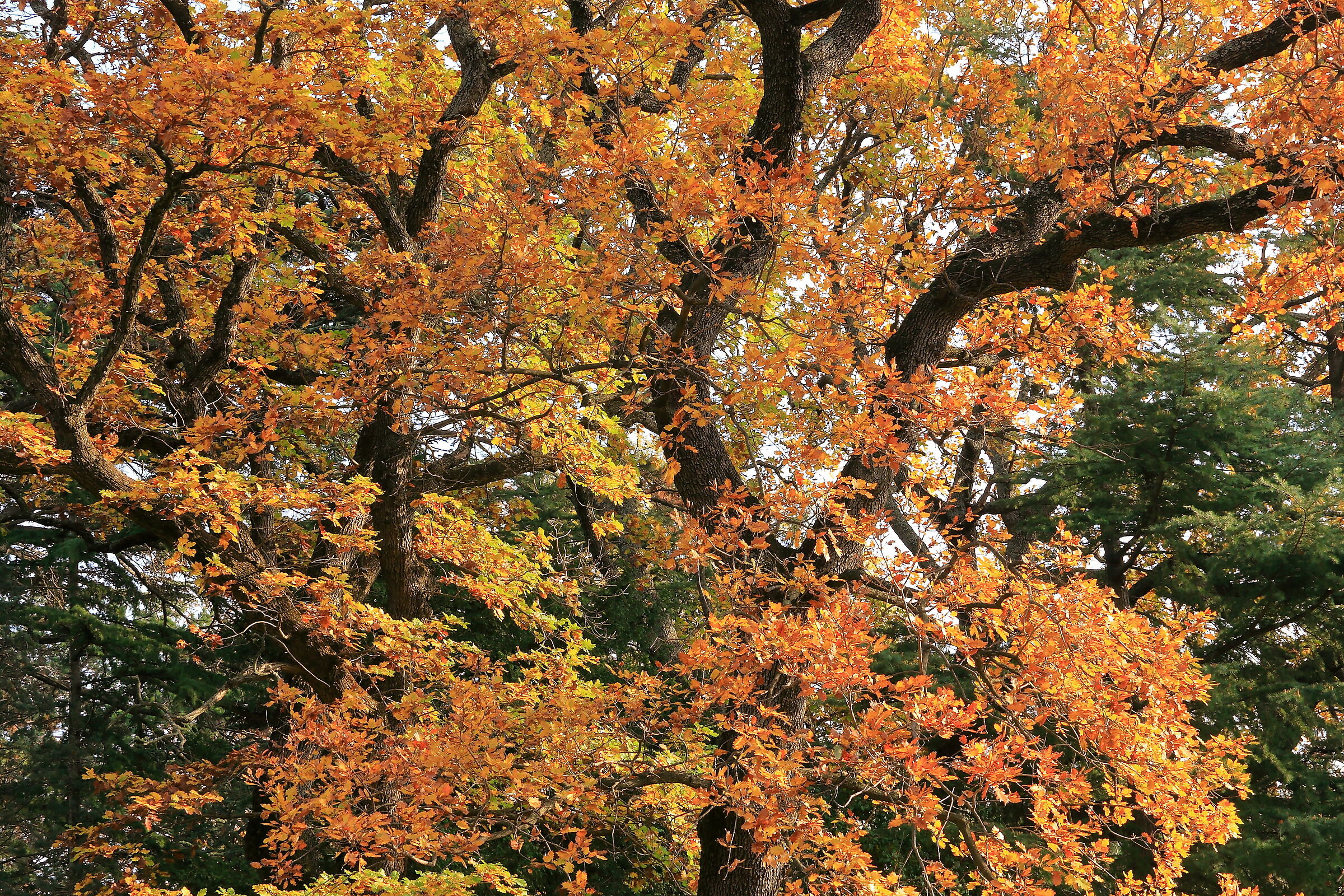 Foliage in Villa Revoltella # 1