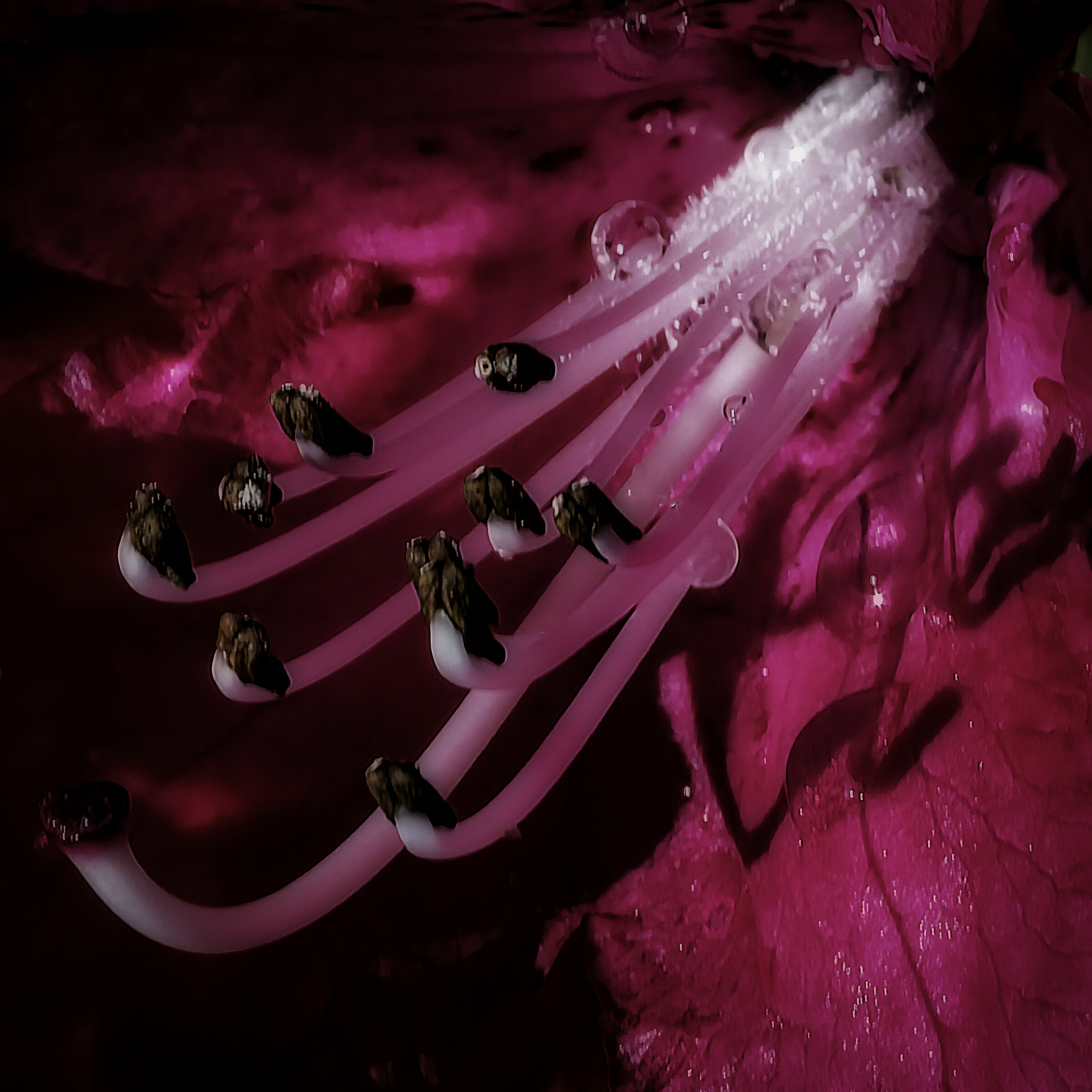 Goccie di rugiada di primo mattino